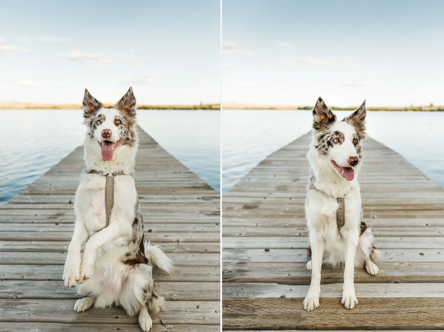 allisonmae-wind-river-wy-dogs_001.jpg