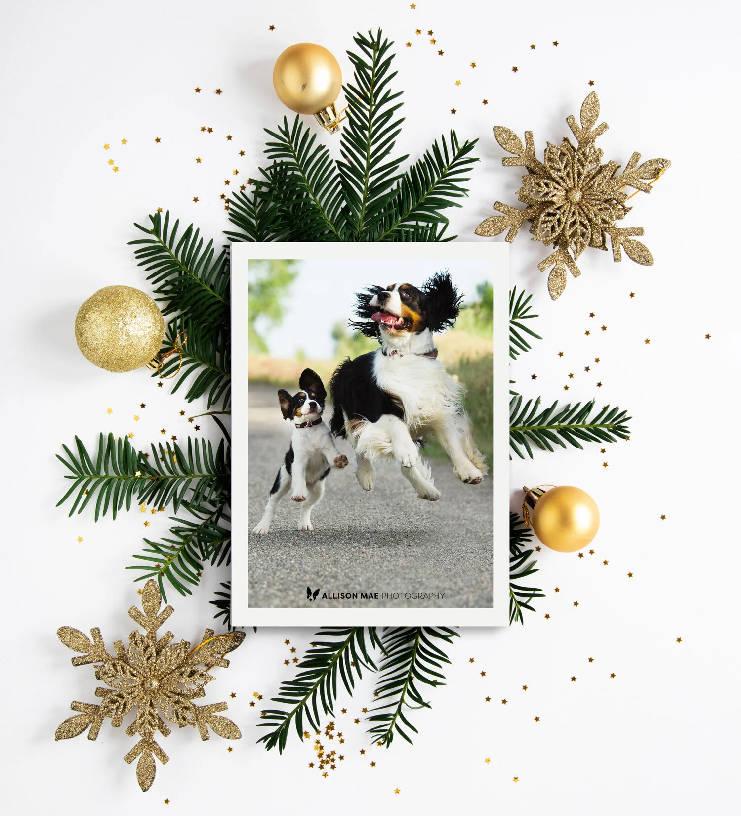 Pet Photography Gift Certificates