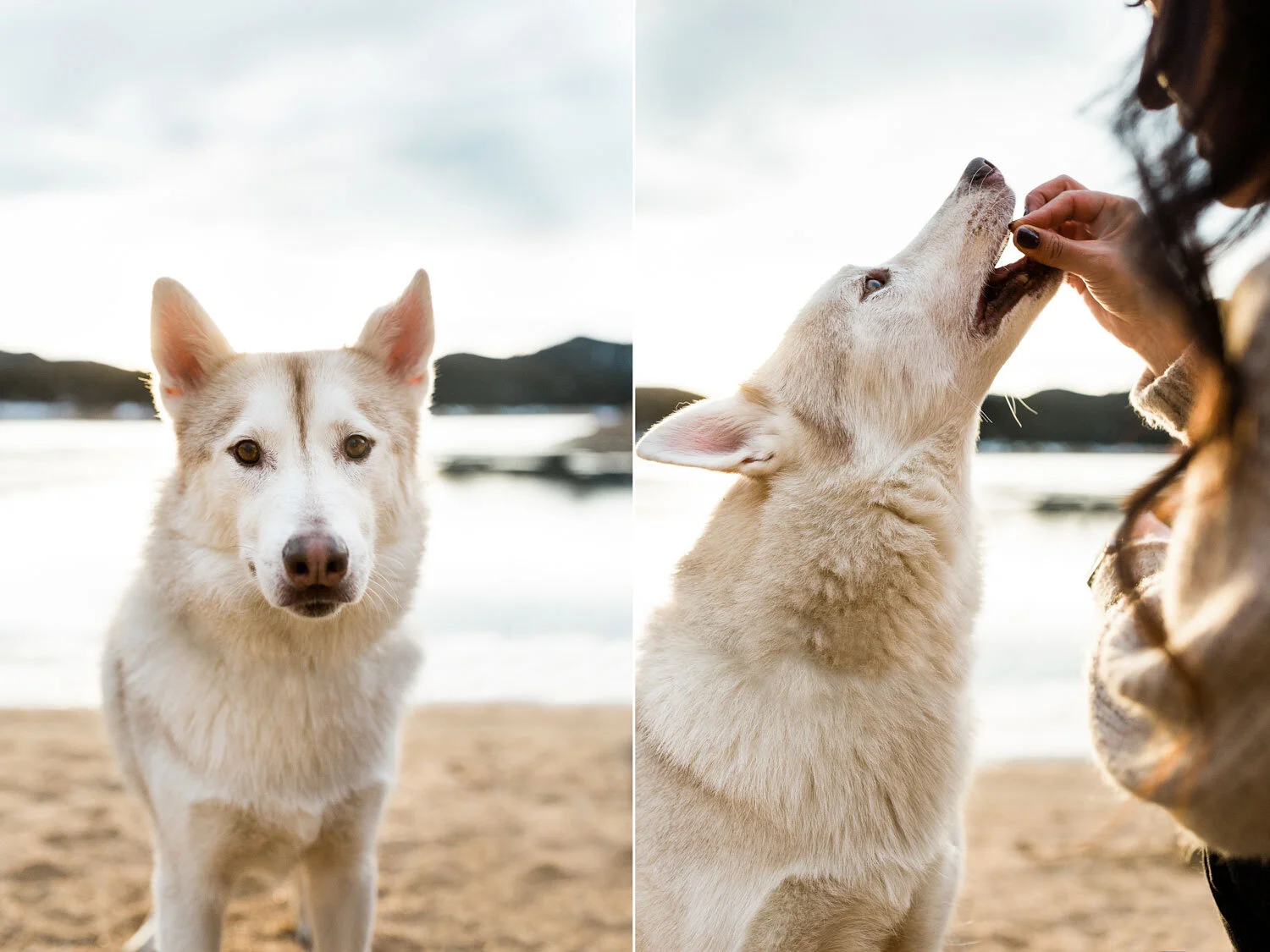 boulder-pet-photographers.jpg