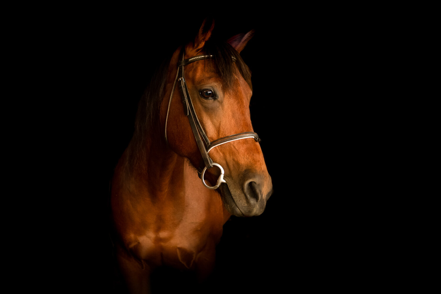 black background horse photography how to.jpg