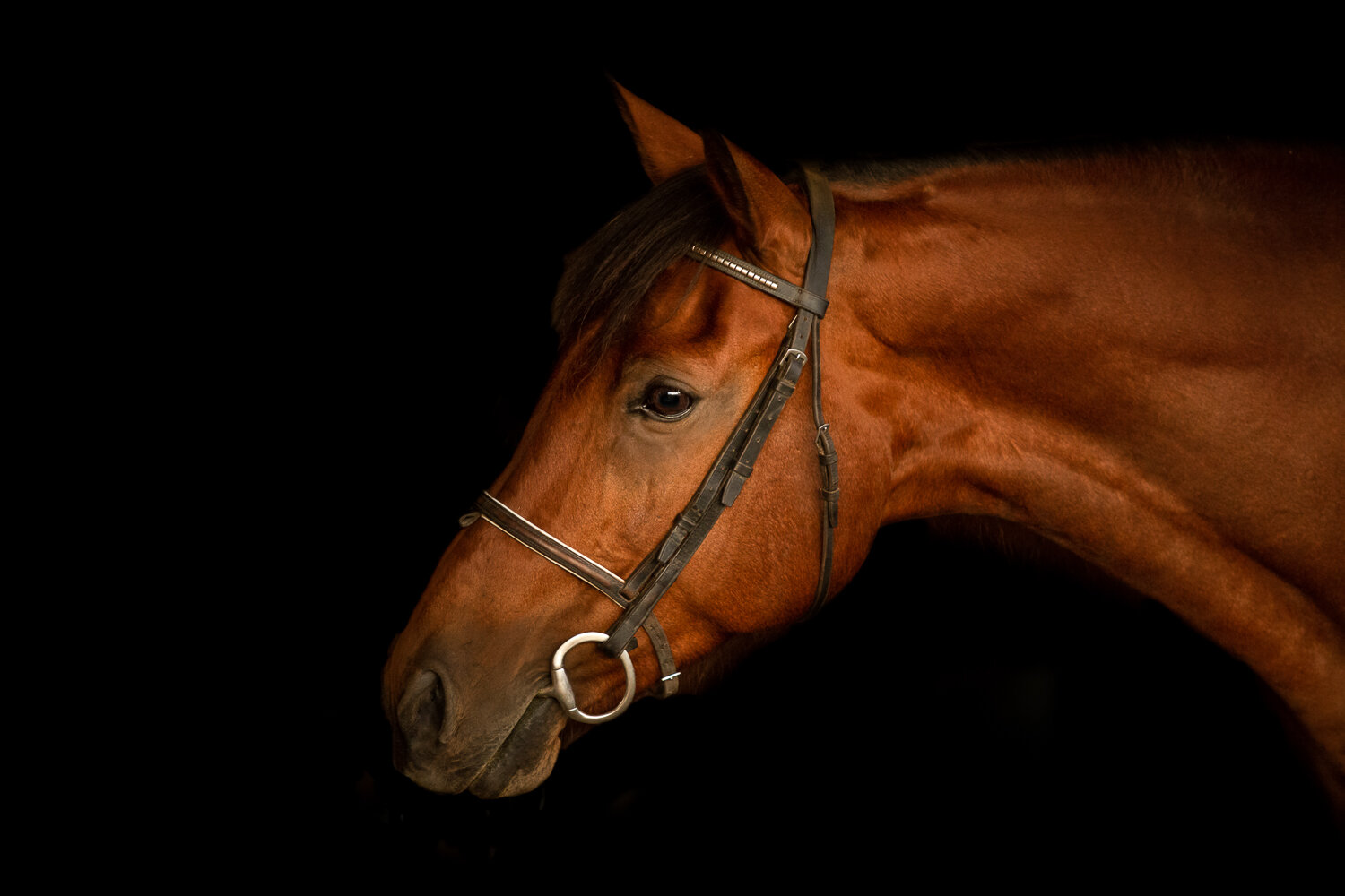 bay horse black background.jpg