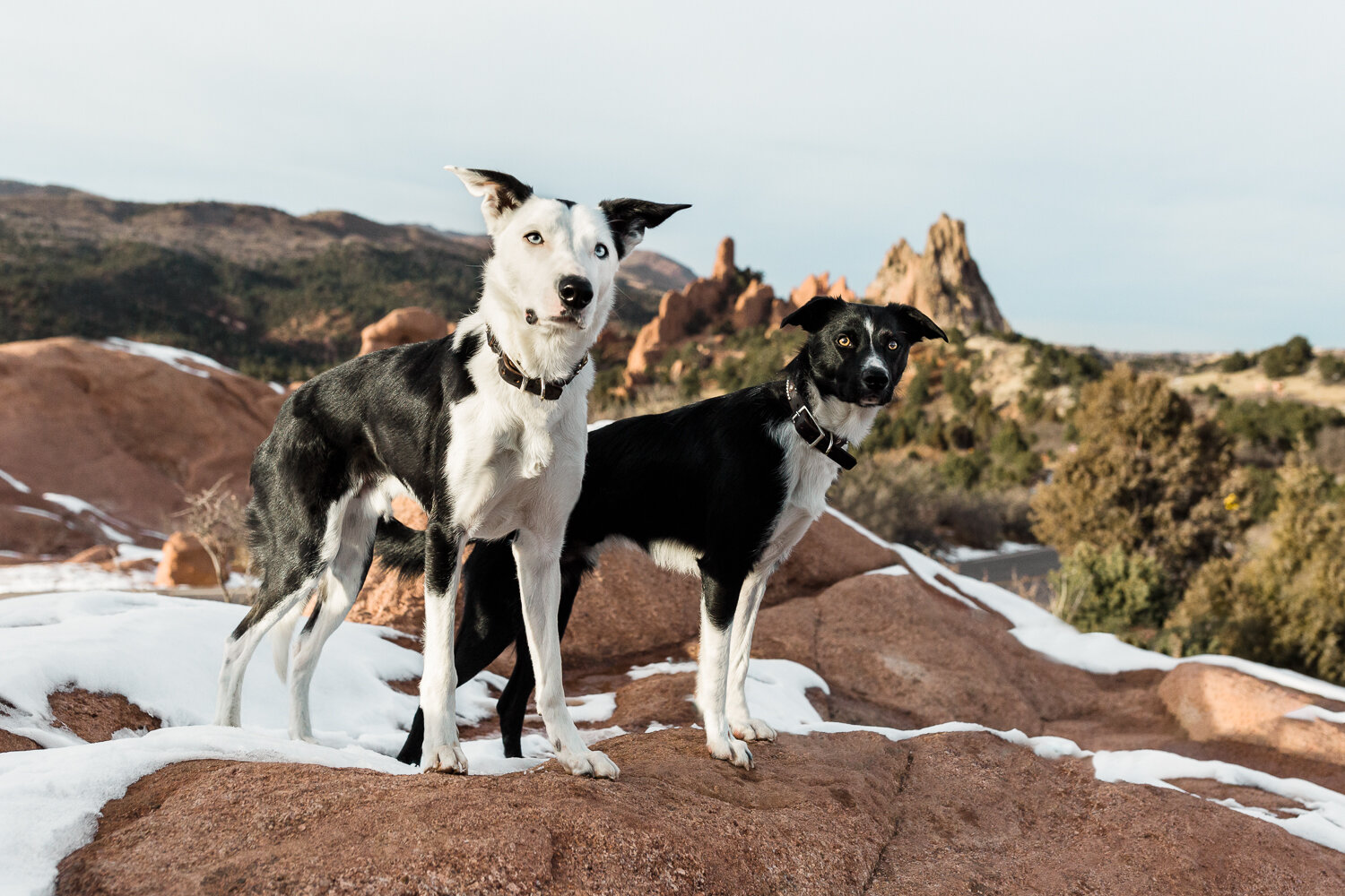 colorado_springs_dog_photographer_011.jpg