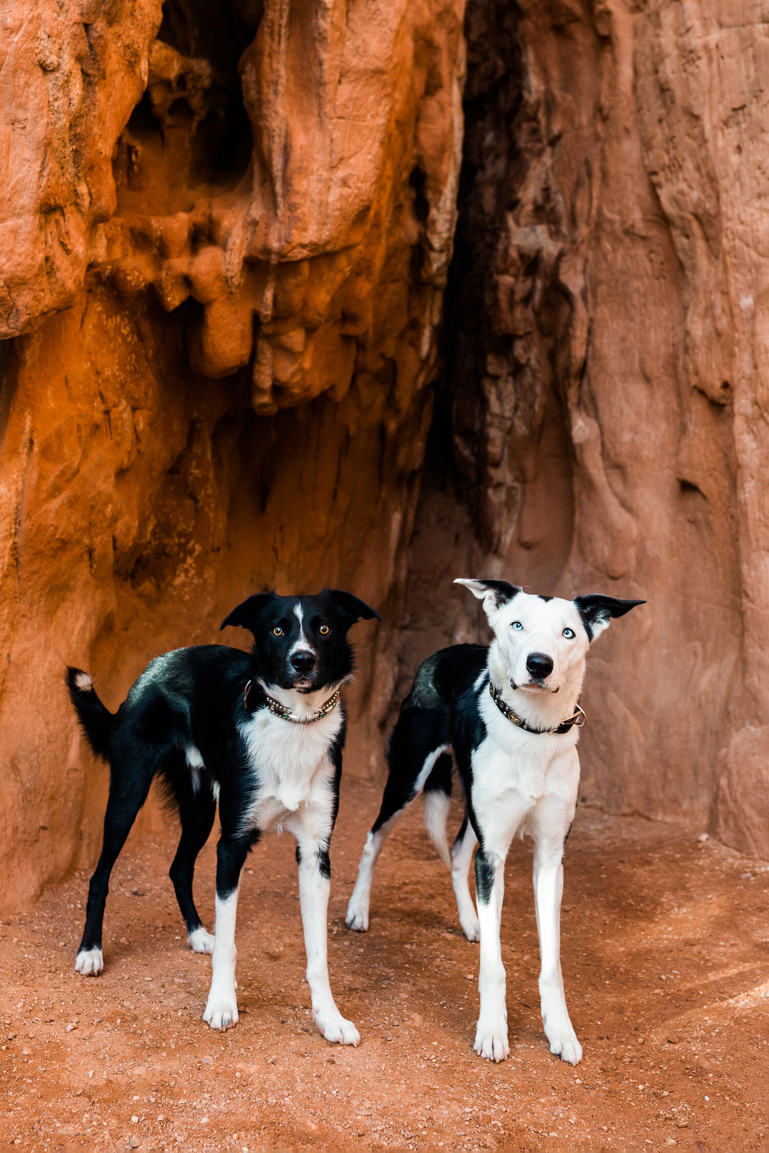 colorado_springs_dog_photographer_006.jpg