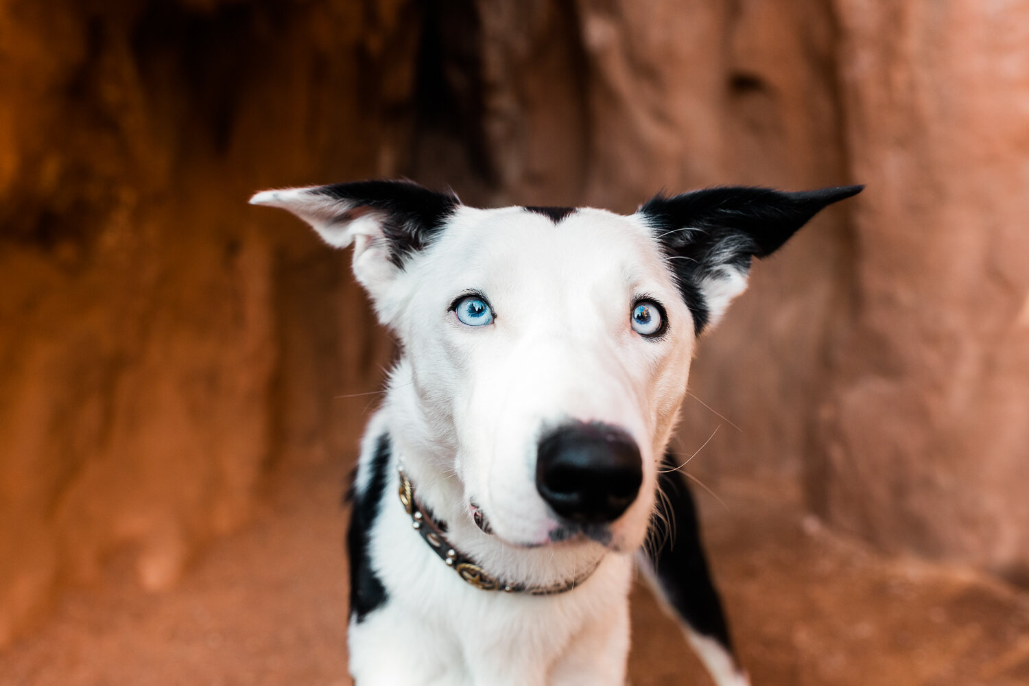 colorado_springs_dog_photographer_009.jpg