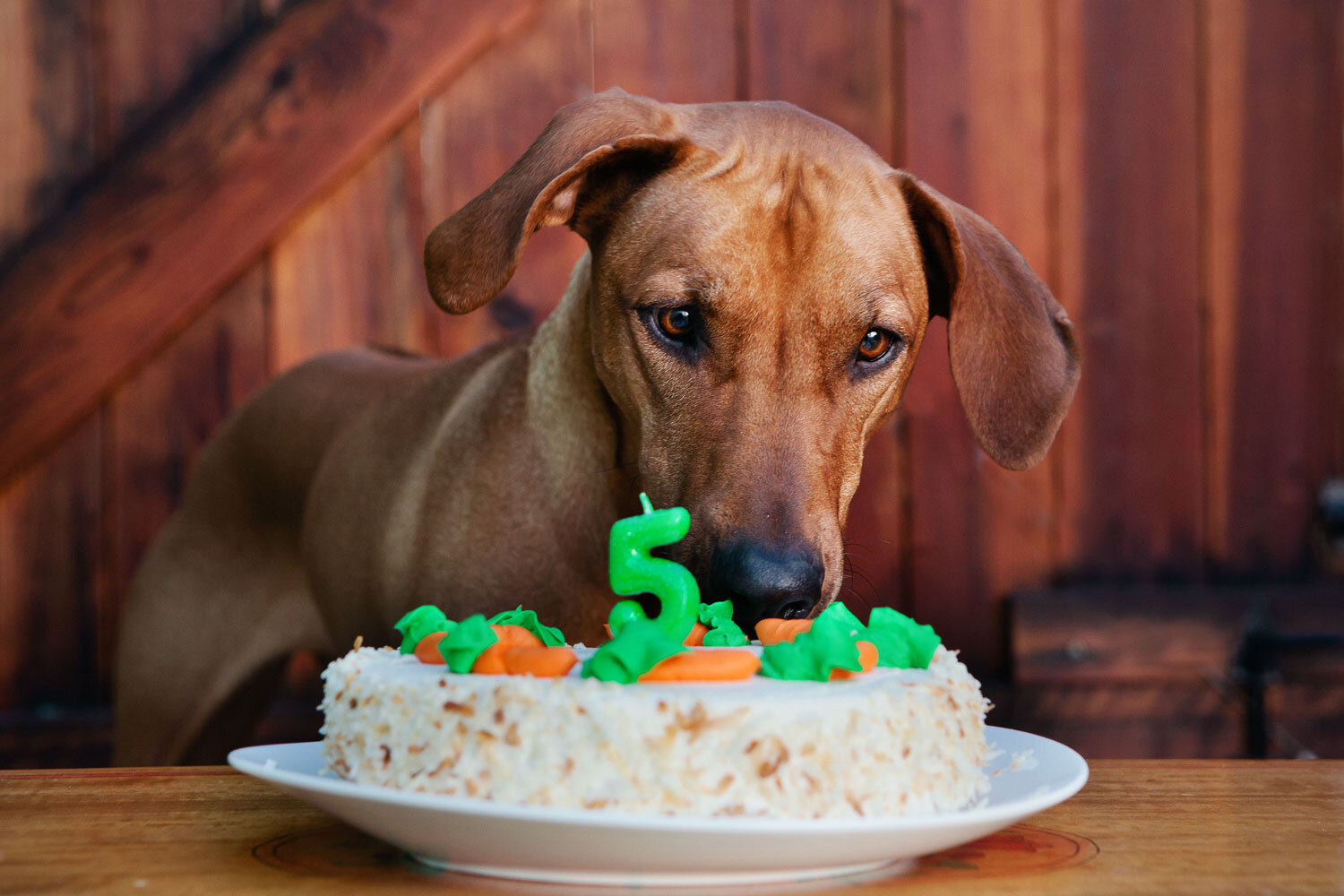 dog_with_birthday_cake.jpg