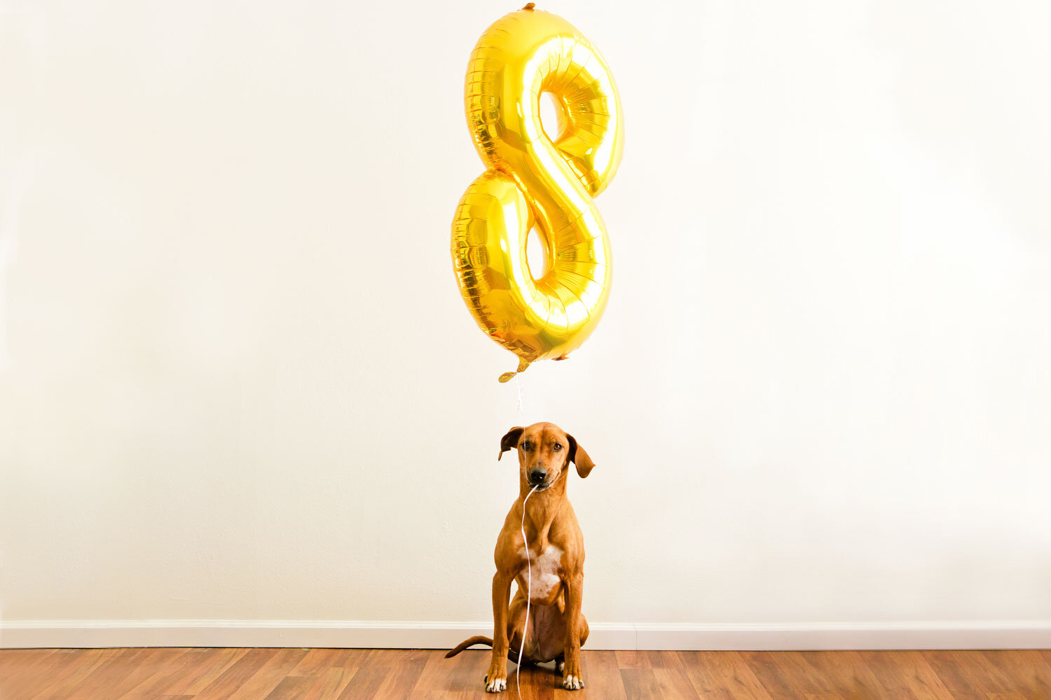 dog_with_birthday_balloon.jpg