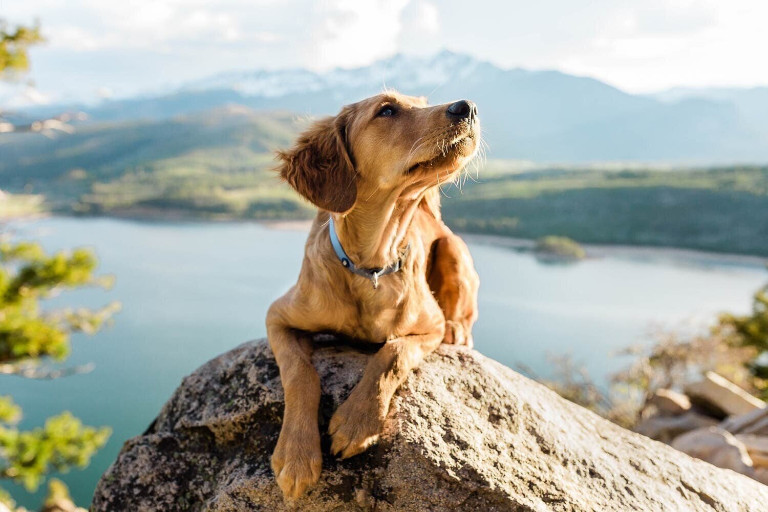 puppy_in_the_mountains.jpg
