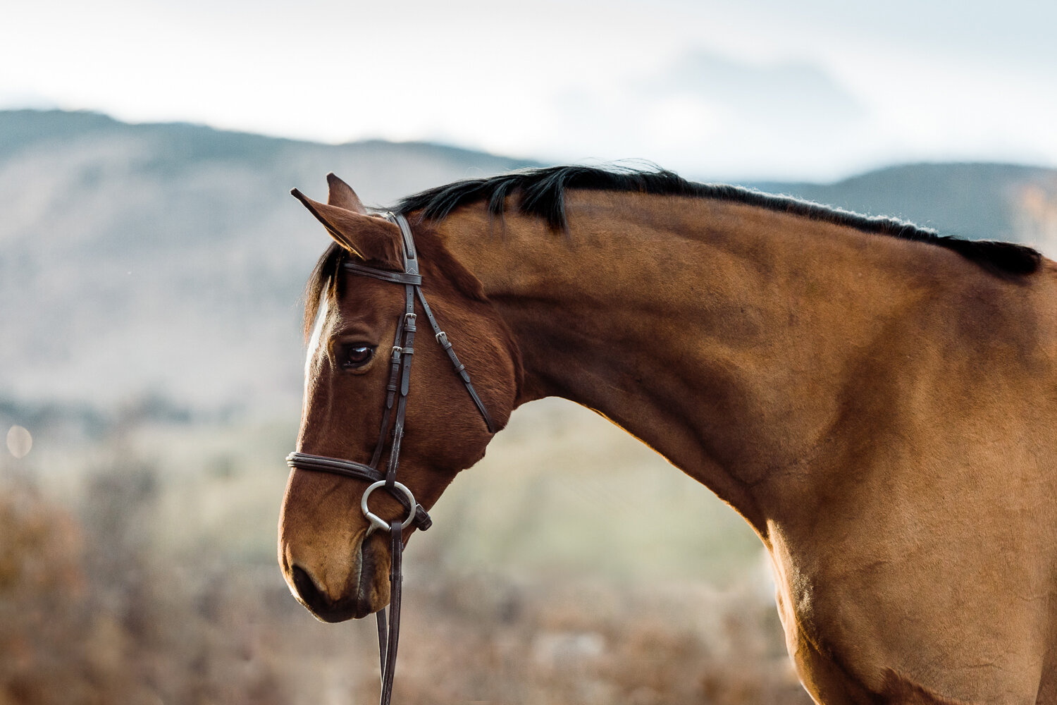 Boulder Equine Photographer_003.jpg