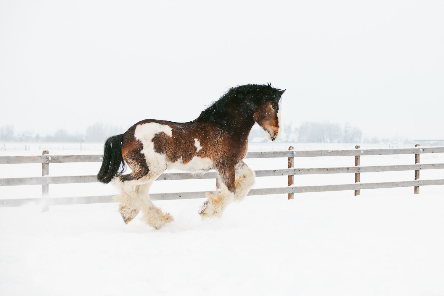 fort_collins_equine_photographers-14.jpg