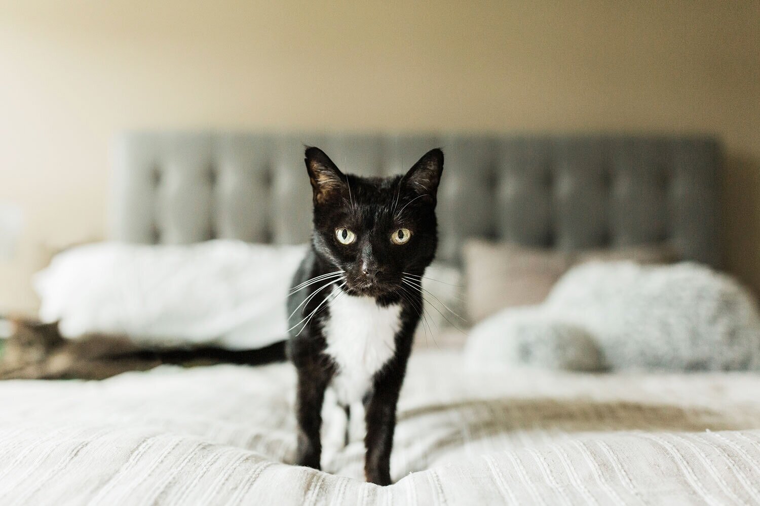 black-cat-on-bed.jpg