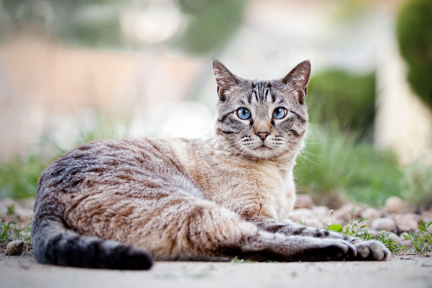 gray-cat-laying-down.jpg