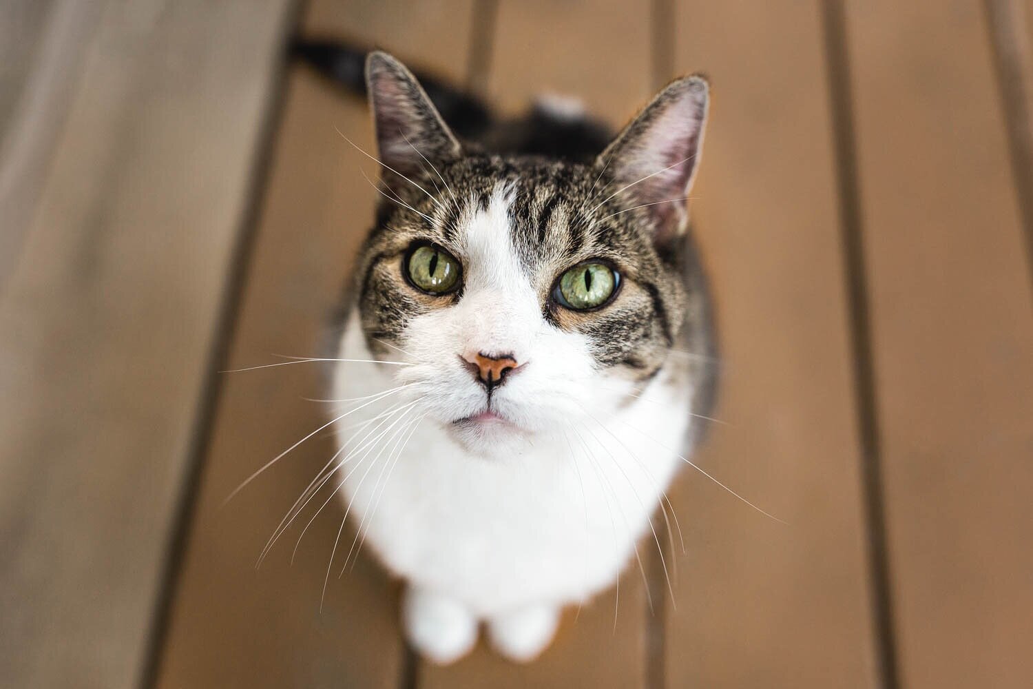 cat_sitting_on_porch001.jpg