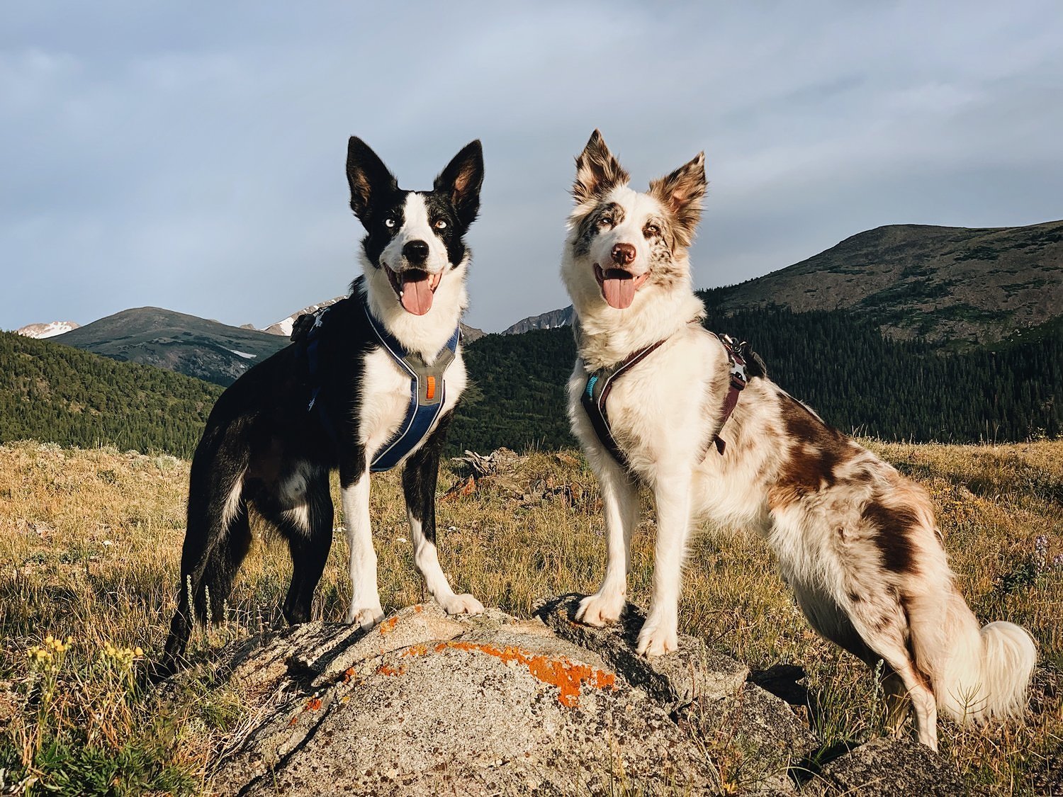 border-collies-front-paws-on-rock.jpg