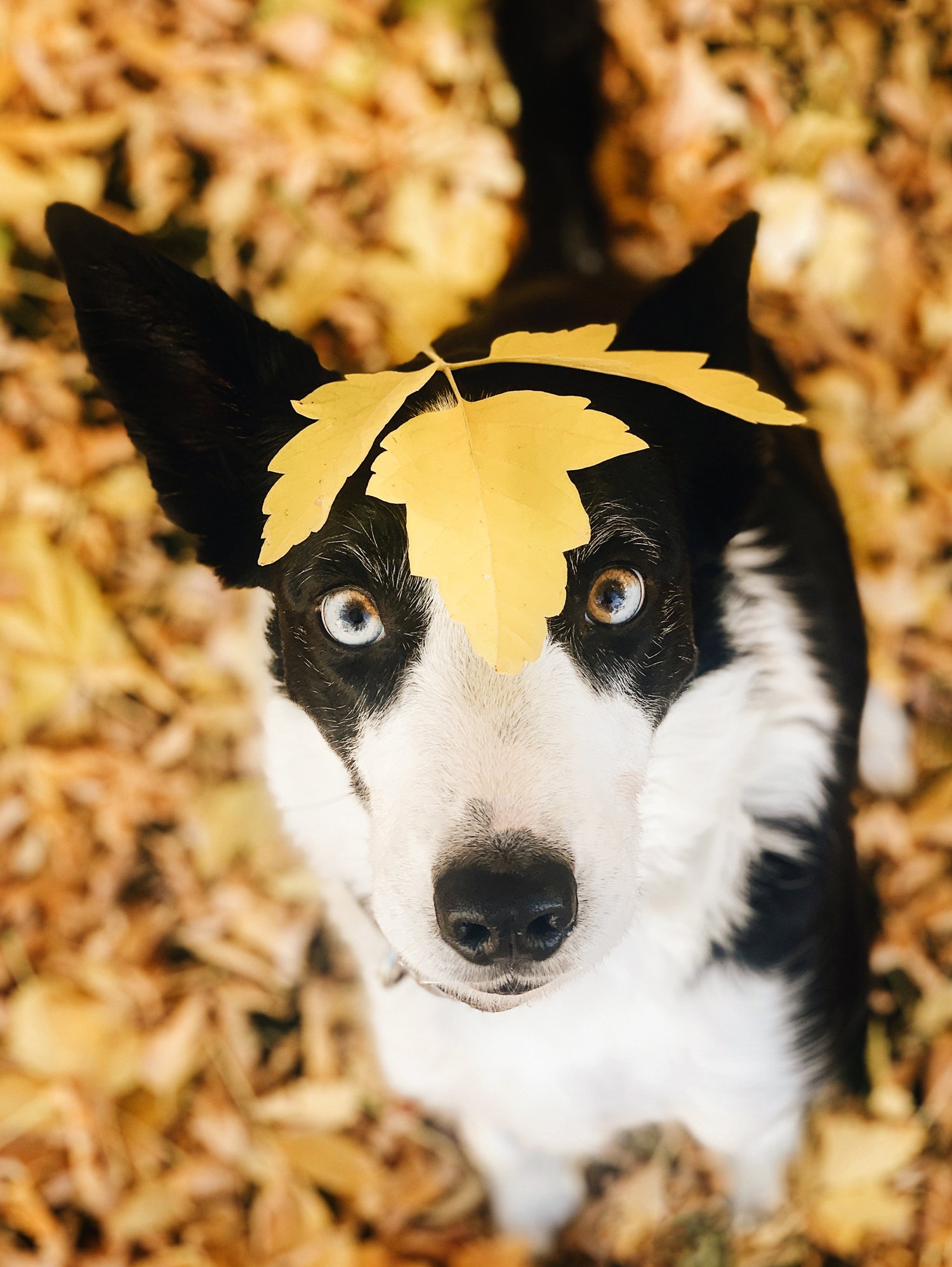 border-collie-balancing-yellow-leaf-on-head.jpg