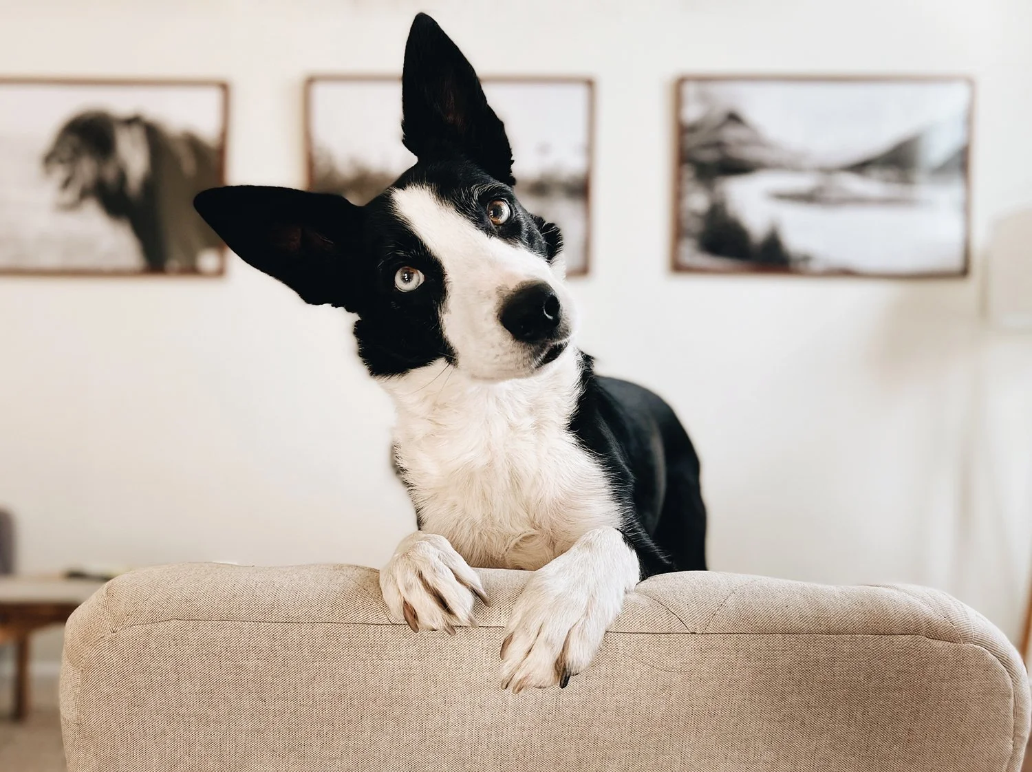 How to Take Awesome Smartphone Photos of Your Dog