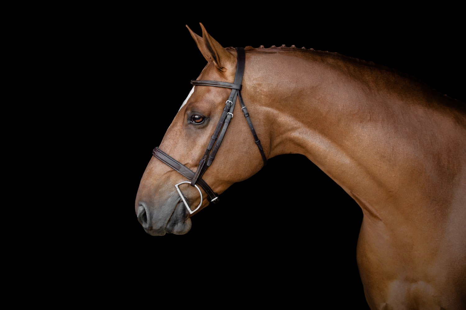 colorado_horse_park_006.jpg