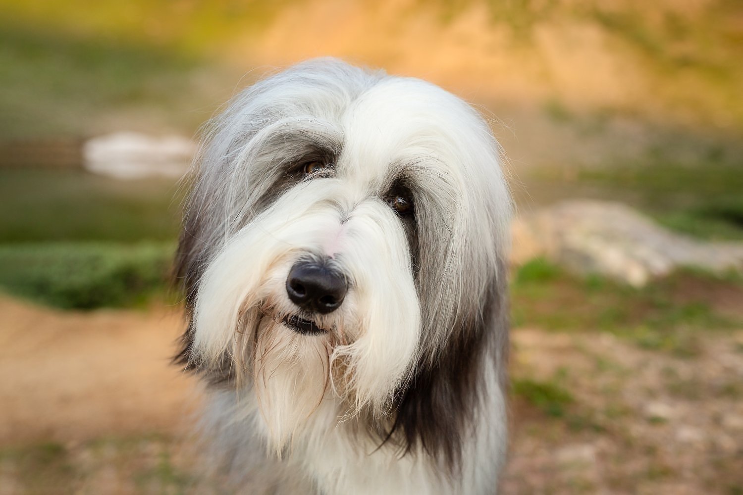 bearded_collies_hiking_003.jpg