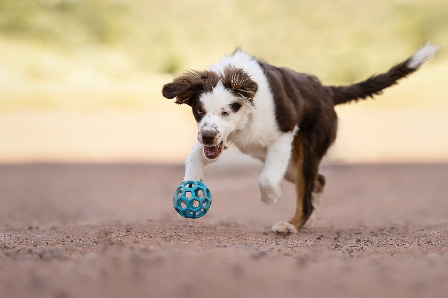 dog_red_rocks_colorado_015.jpg