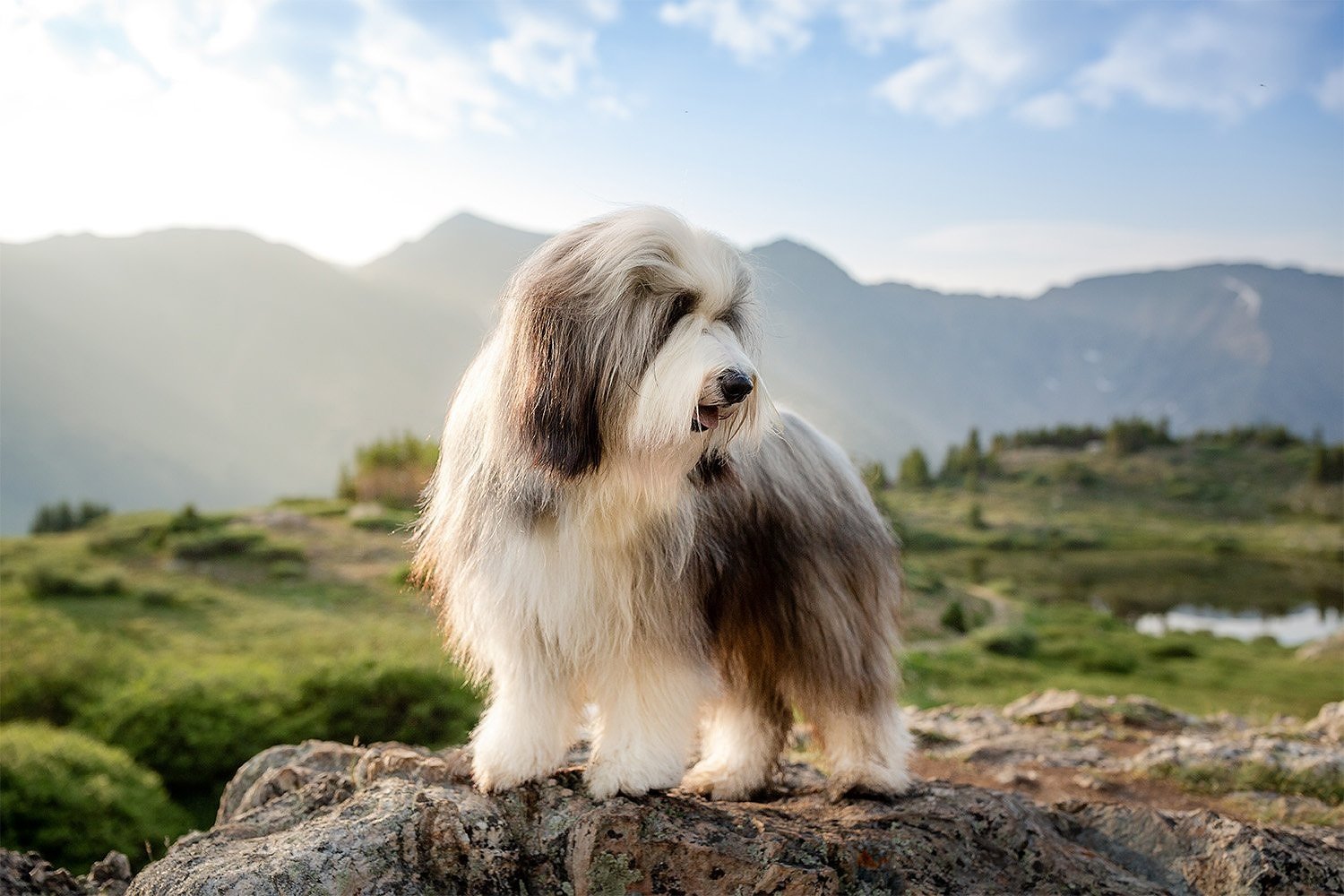 bearded_collies_hiking_009.jpg