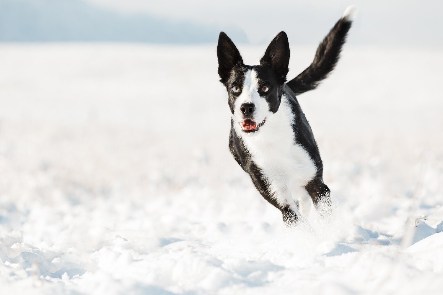 dog_running_in_snow_boulder.jpg