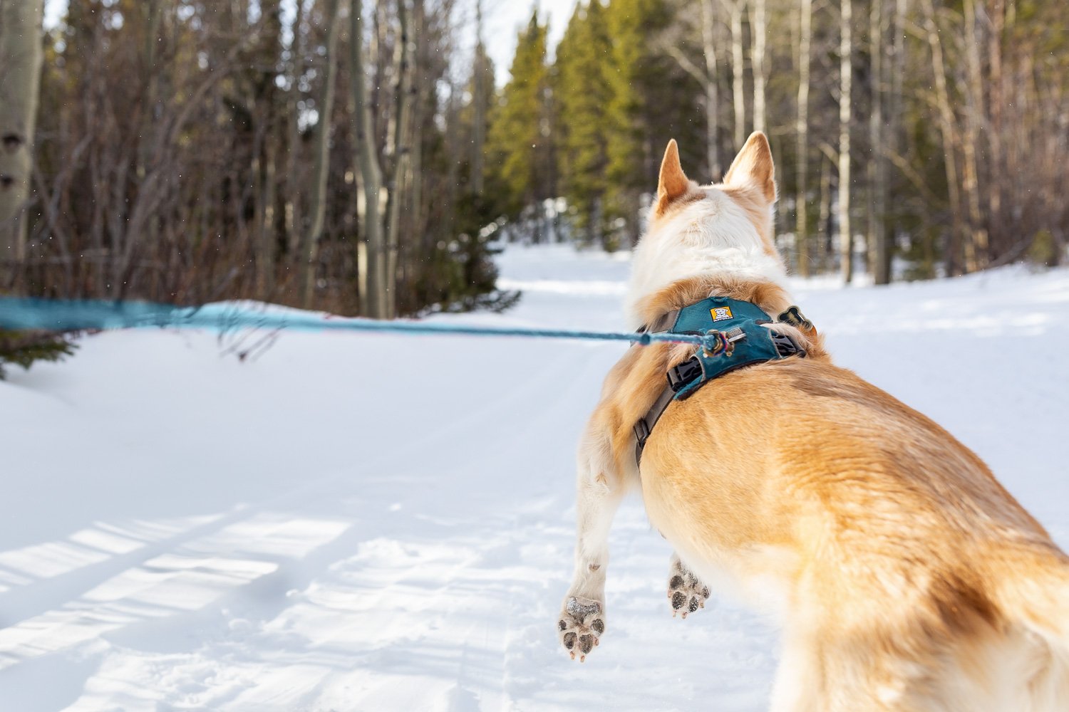 dog_skijoring_in_Colorado_002.jpg