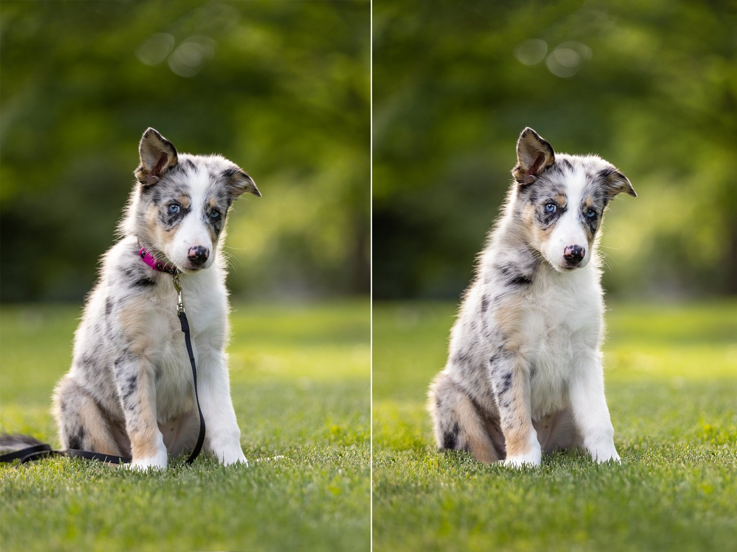 leash_removal_before_after.jpg