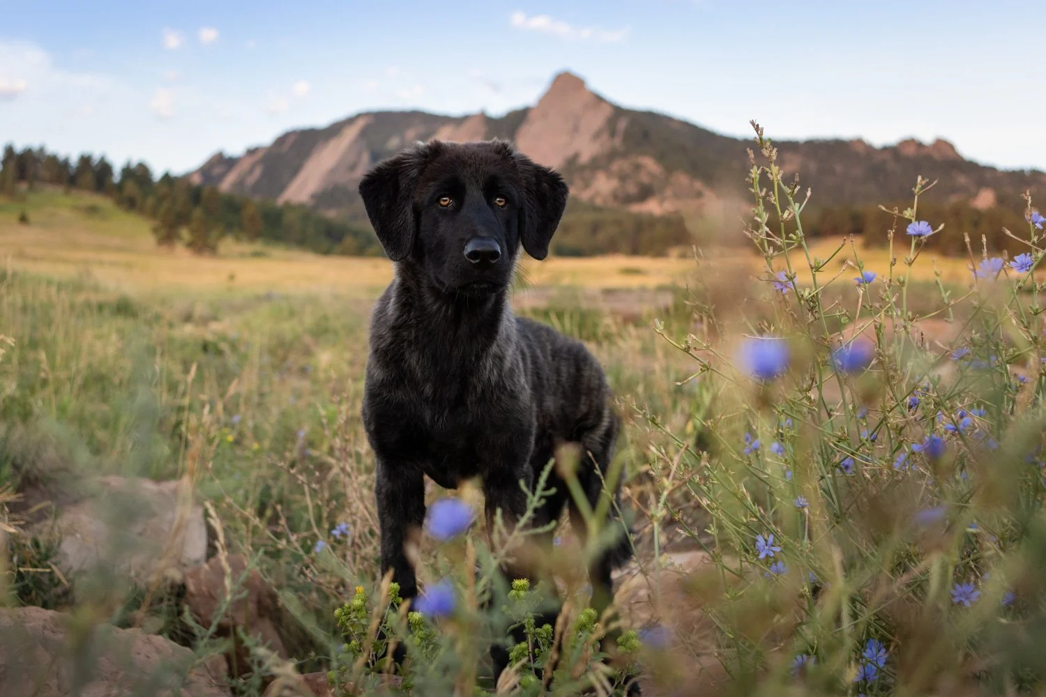 A black brindle Estrela Mountain Dog puppy standing in the meadows of Chautauqua Park with the Boulder Flatirons in the background during a sunrise dog photography session.