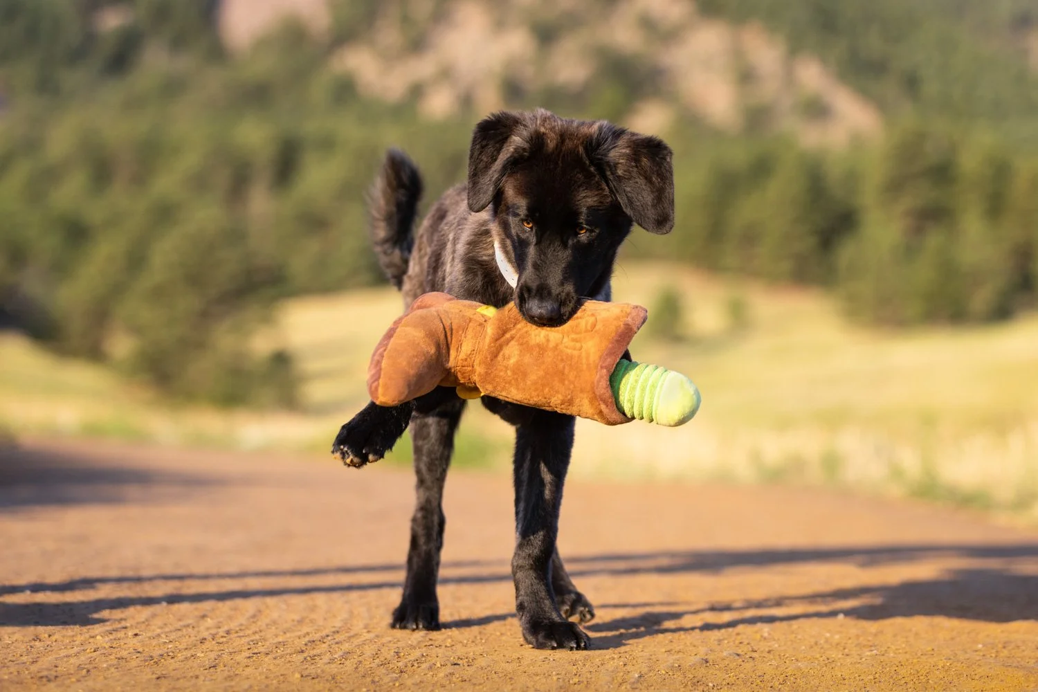 Brindle puppy running with a toy on a dirt trail at Chautauqua Park in Boulder Colorado