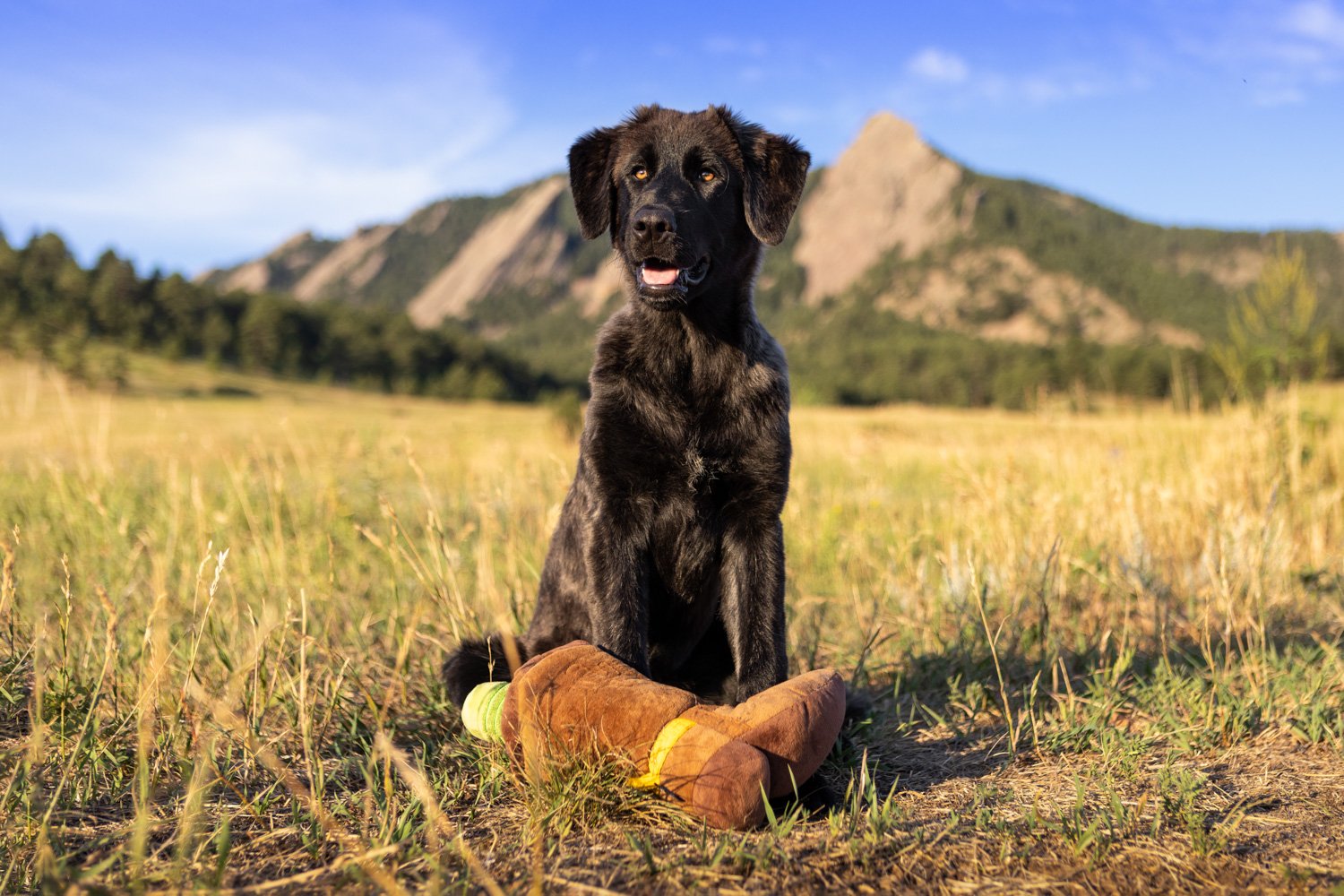Estrela Mountain Dog puppy sitting in an open meadow in front of the Boulder Flatirons at sunrise