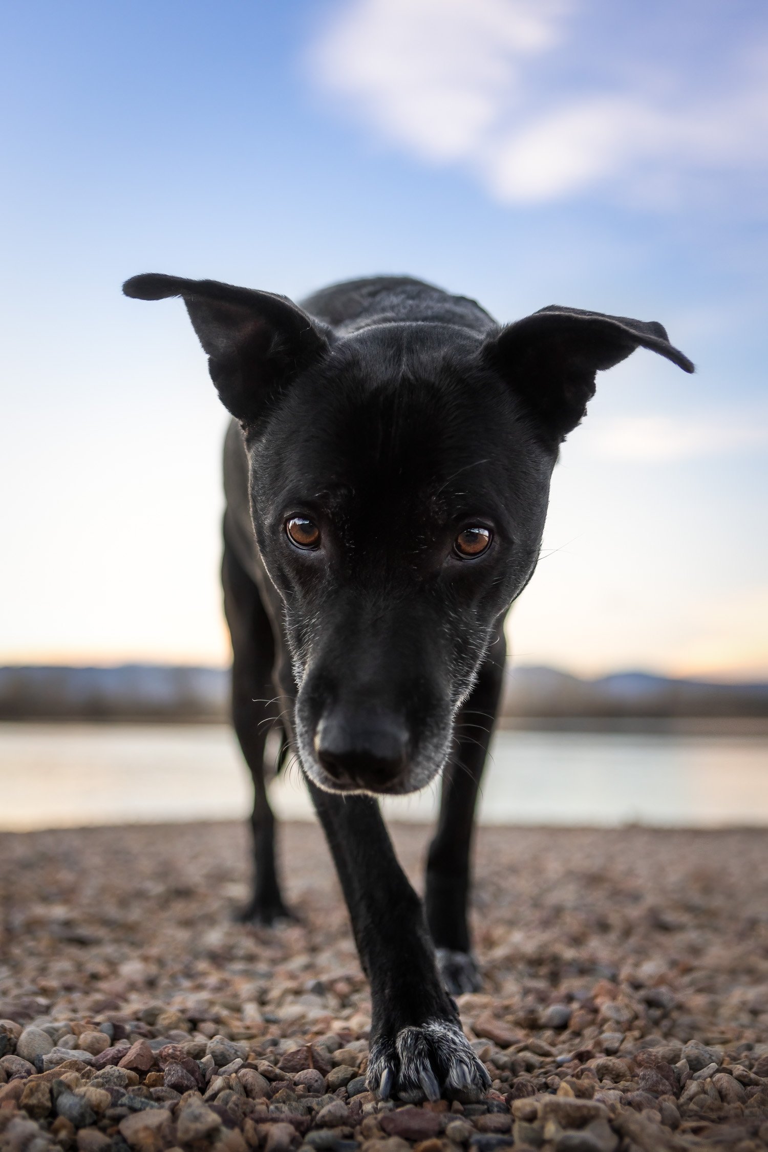 black-dog-photography-tips_001.jpg