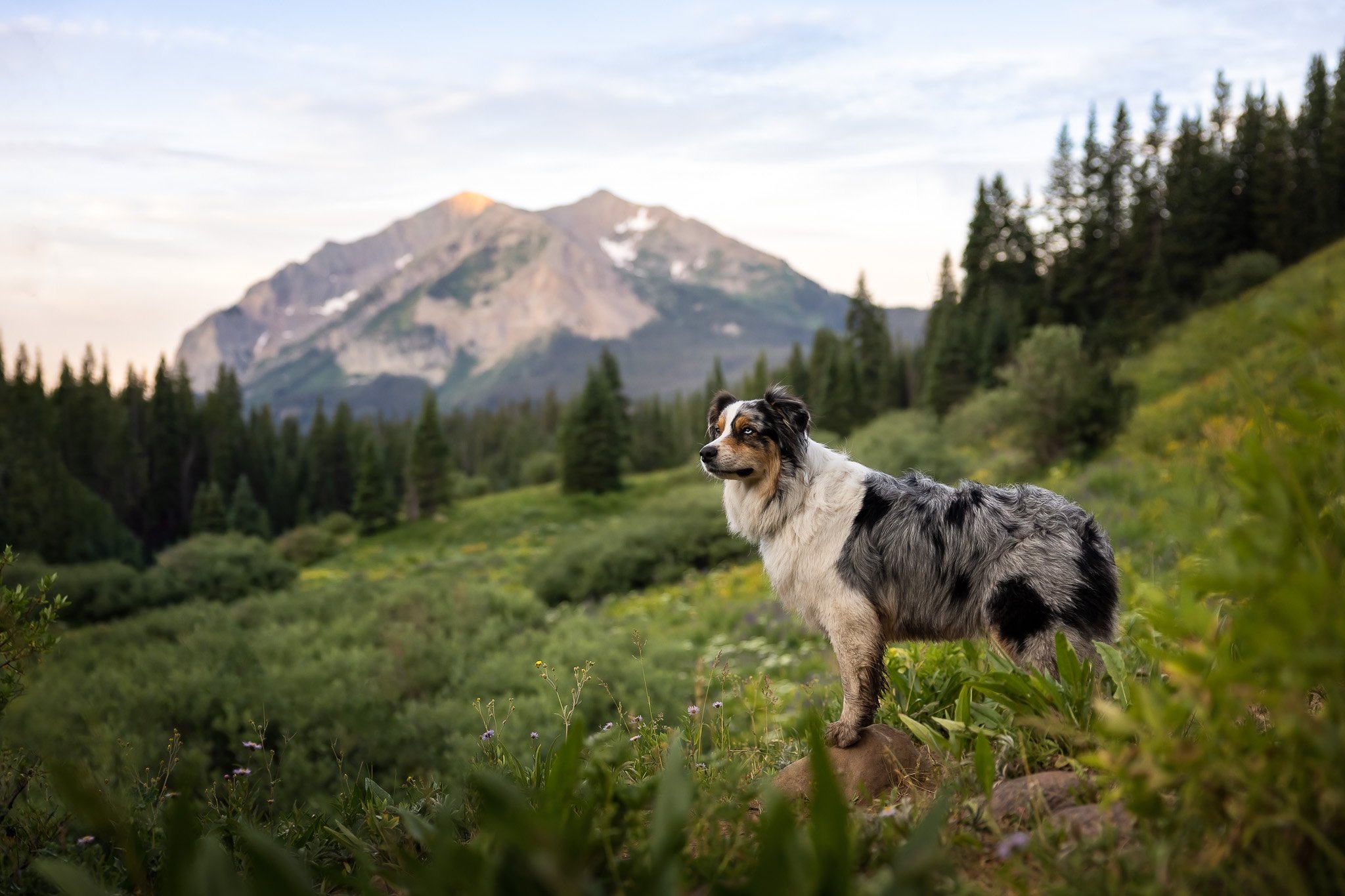 Hiking_with_dogs_Crested_Butte_wildflowers_014.jpg