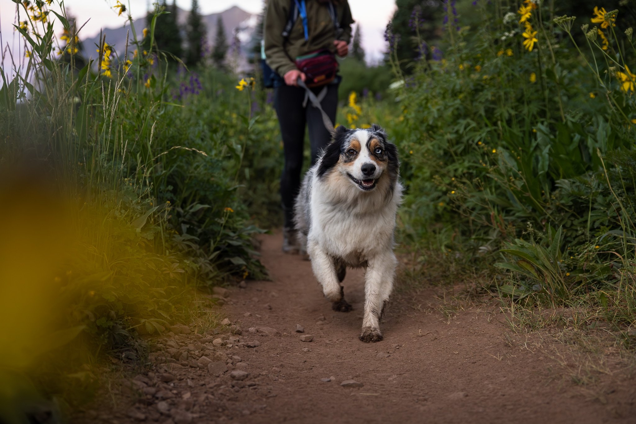 Hiking_with_dogs_Crested_Butte_wildflowers_009.jpg