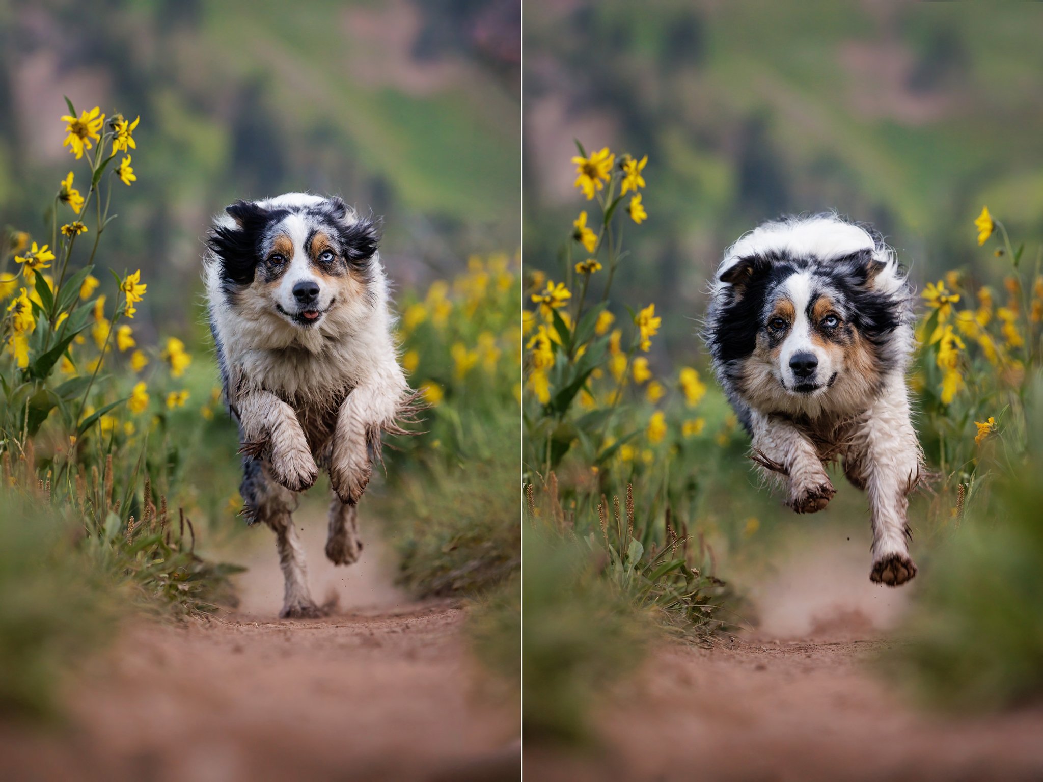 Dog_running_on_trail_Crested_Butte.jpg