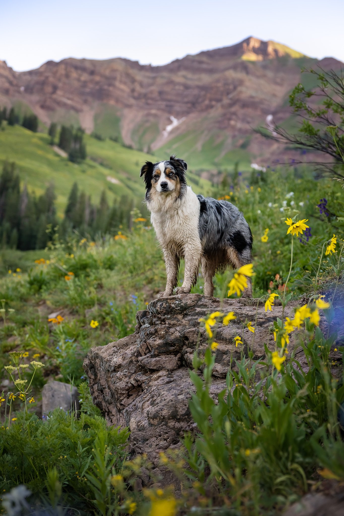 Hiking_with_dogs_Crested_Butte_wildflowers_022.jpg