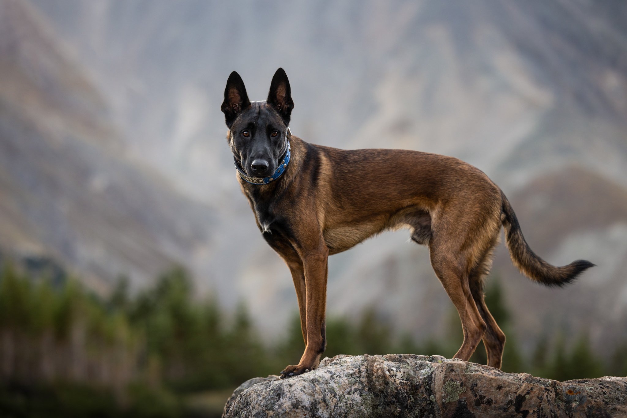 Mountain proposal with dogs_-14.jpg