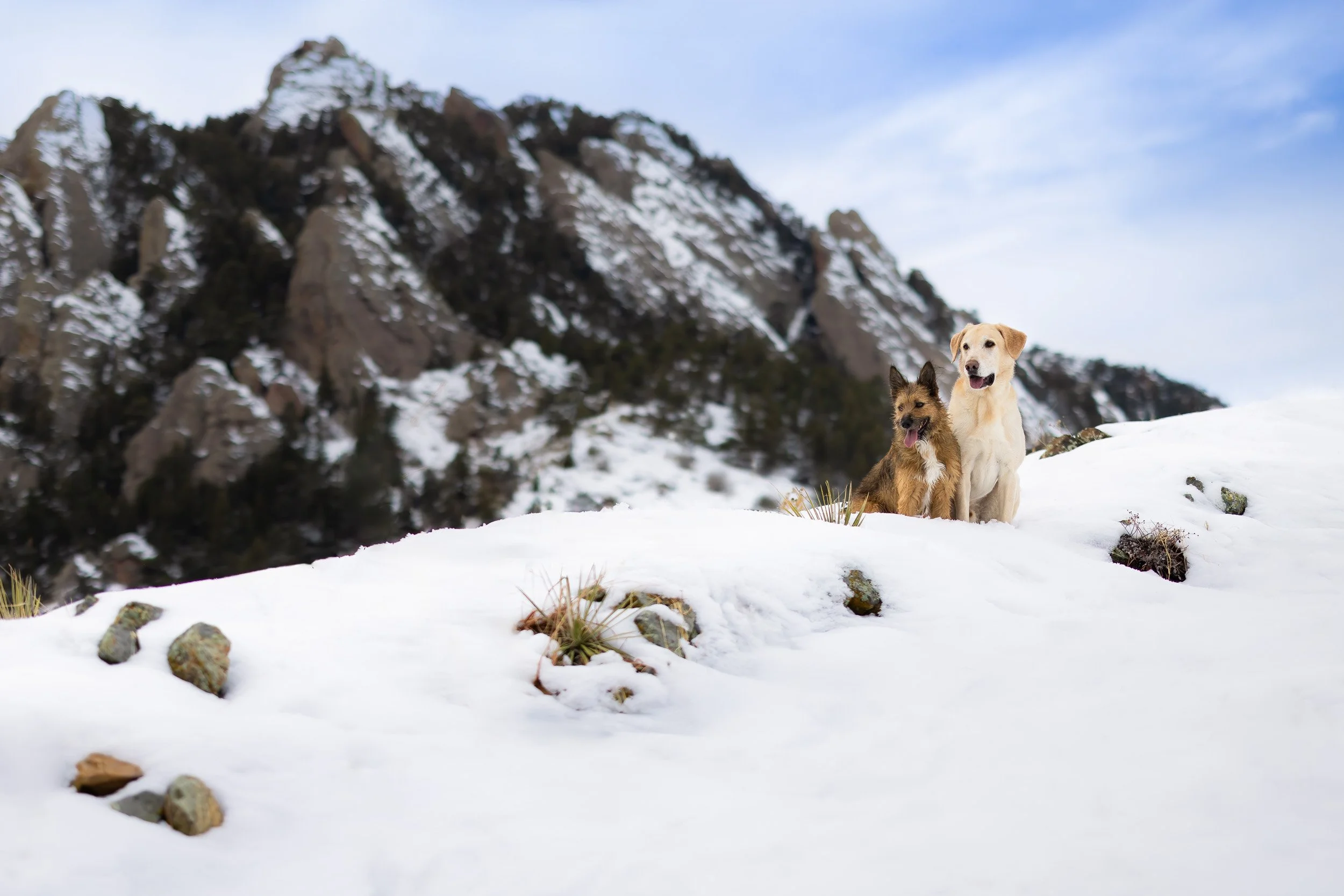 Two dogs sitting in the snow at the NCAR Trailhead in South Boulder with the massive Flatirons rising directly behind them.