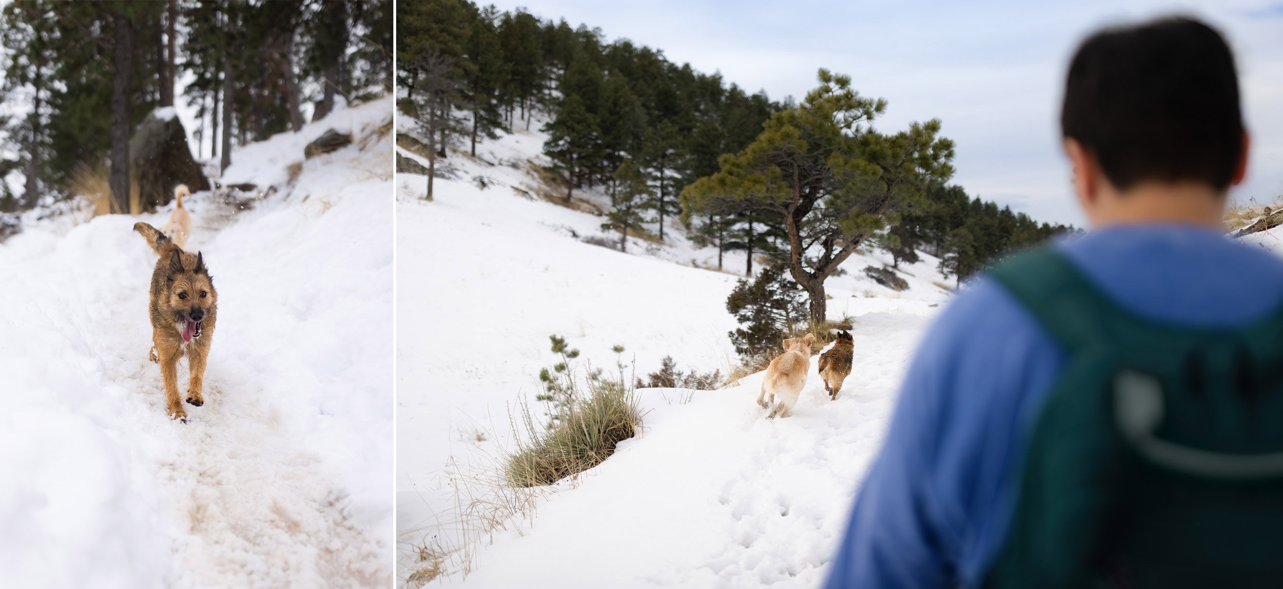 colorado-winter-hike-with-dog.jpg