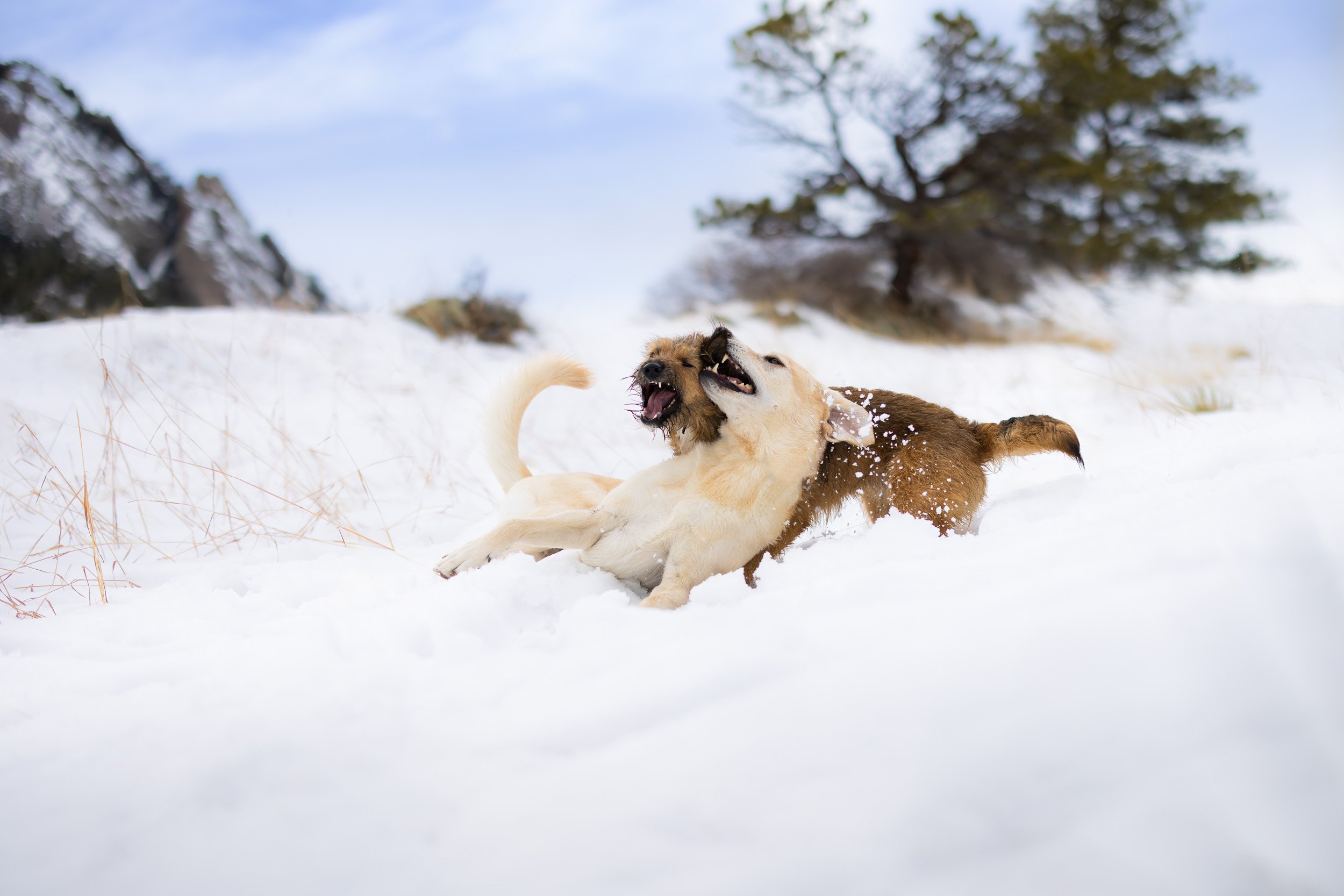 Winter_hike_in_Colorado_with_dogs_-3.jpg