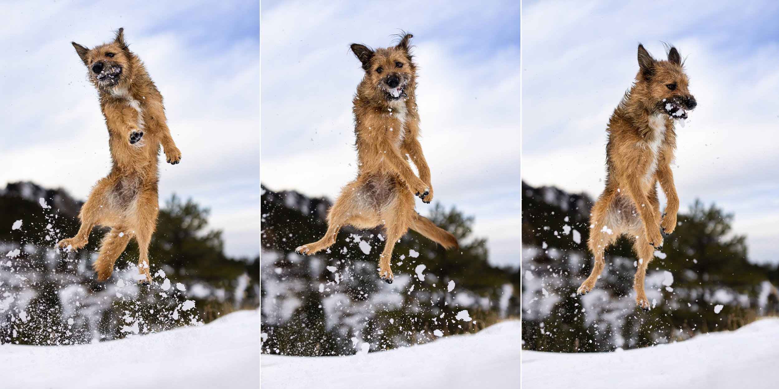 dog_catching_snowball.jpg
