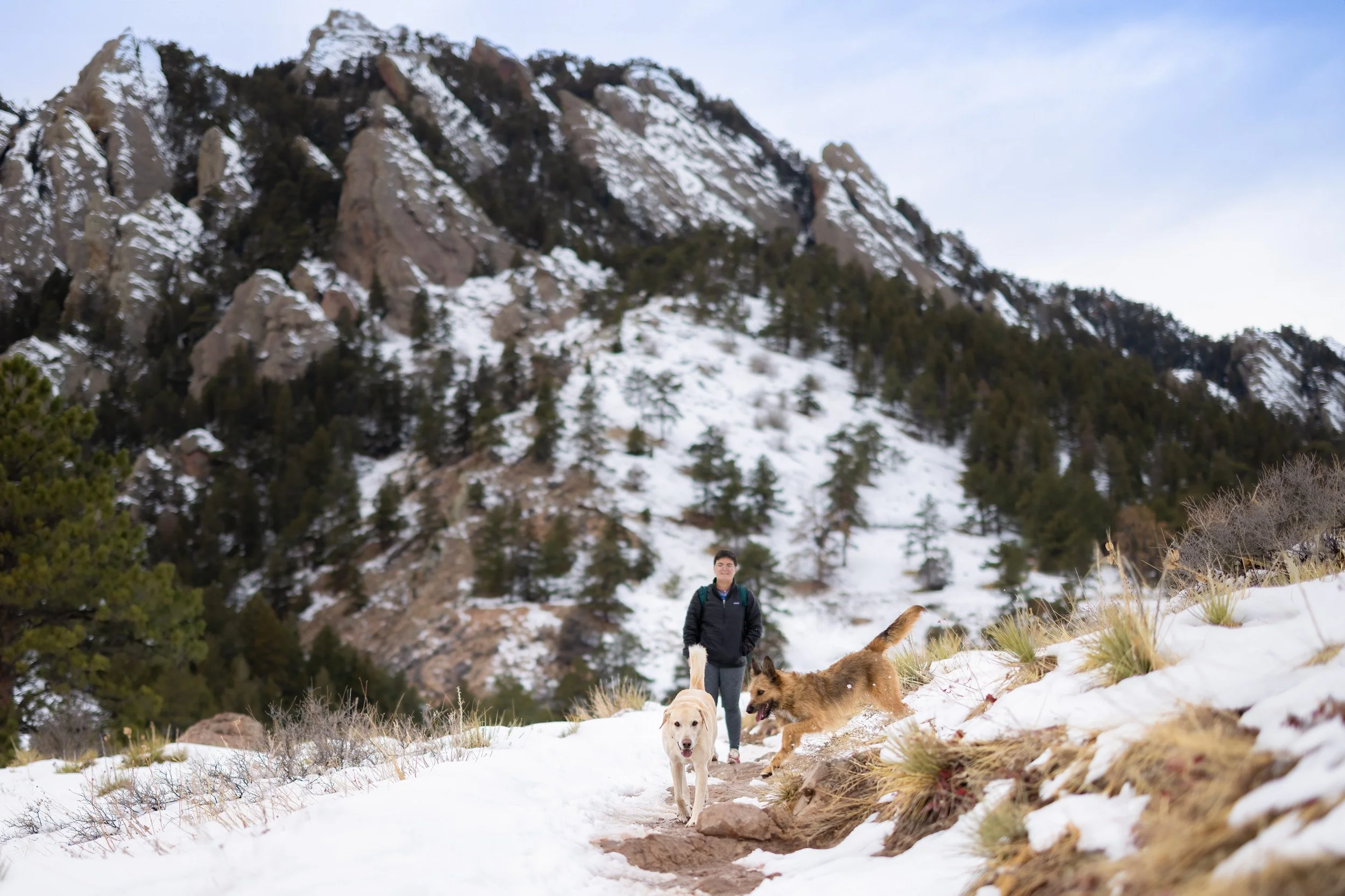Dogs hiking along the exposed singletrack trail at NCAR in Boulder, surrounded by open mesa brush and ponderosa pine trees.