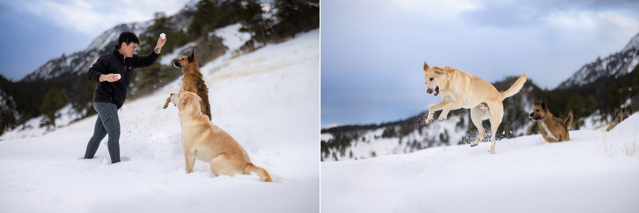 dogs-playing-in-snow-colorado.jpg
