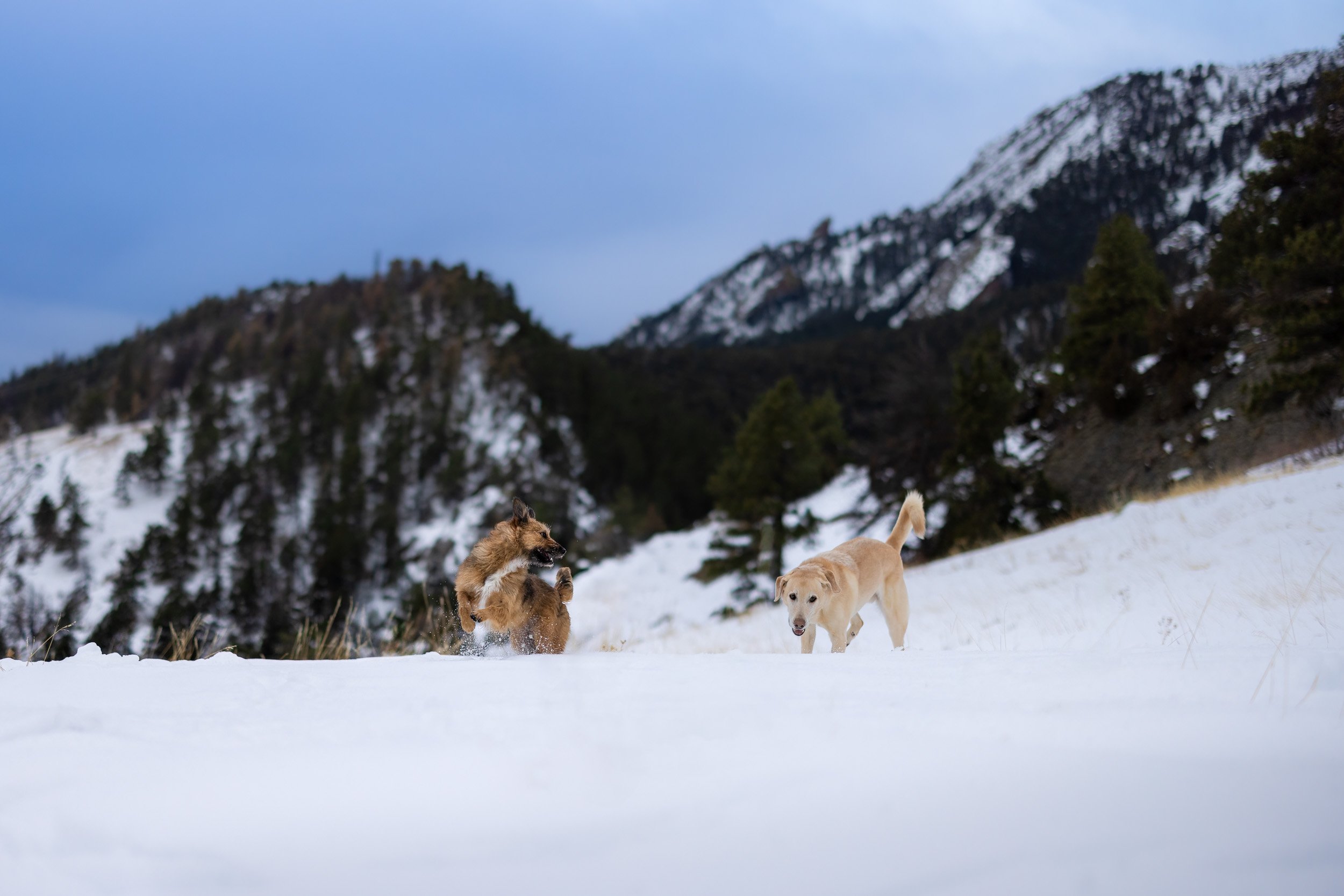 Winter_hike_in_Colorado_with_dogs_-37.jpg