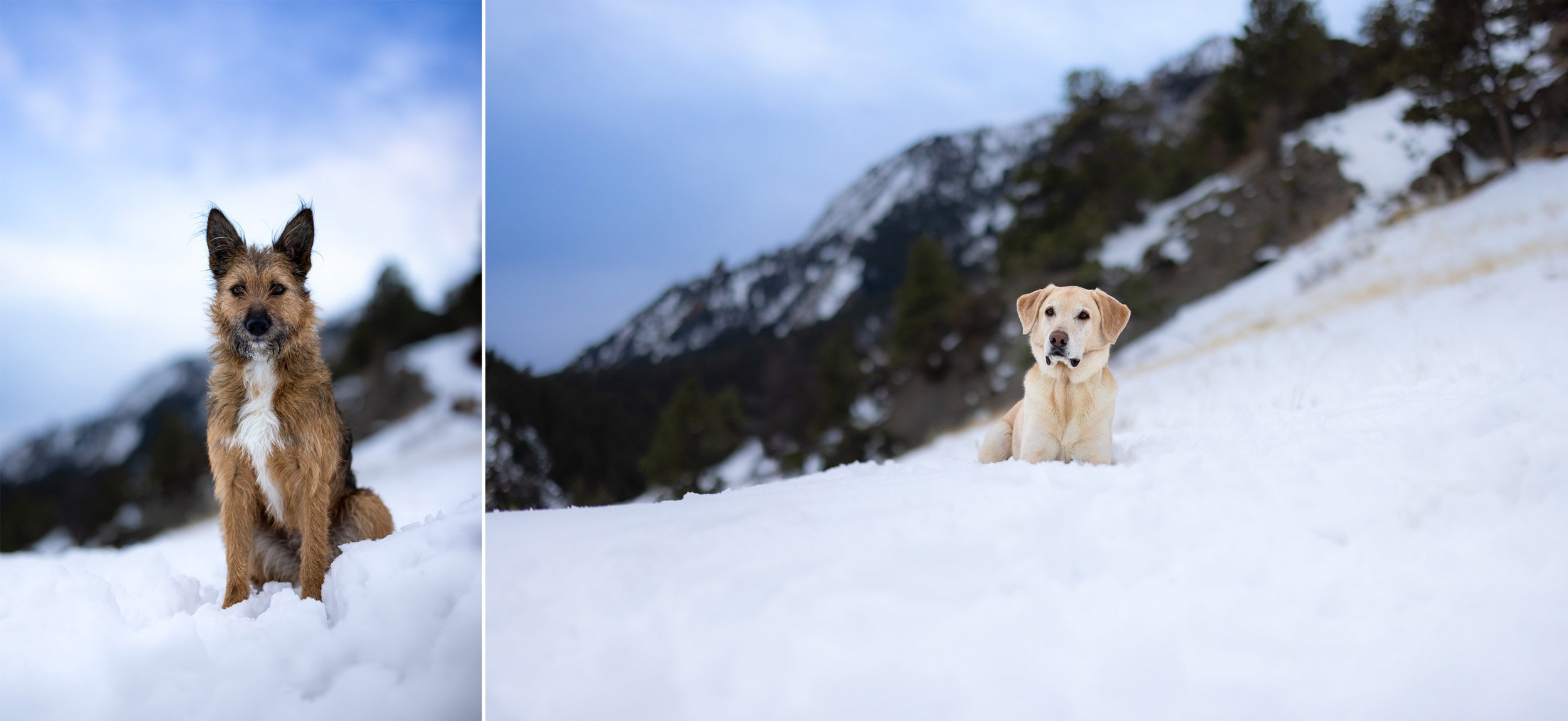 dogs-sitting-in-snow-boulder-colorado.jpg