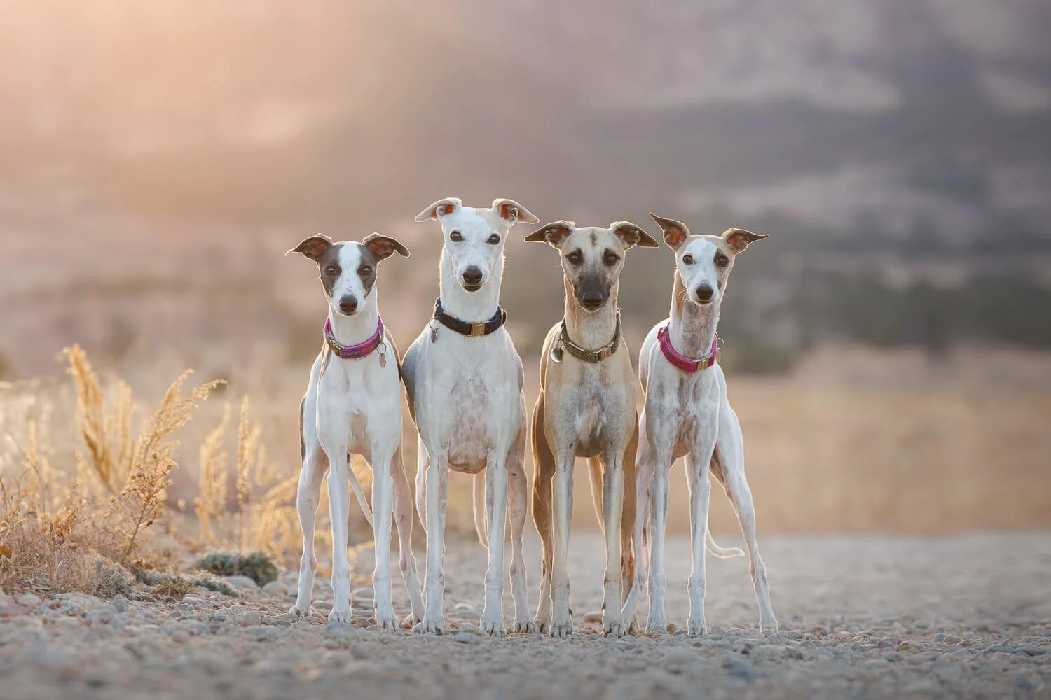 An edited after photo of a group of 4 dogs posing while attached to leashes during an outdoor session in Boulder. The leashes have been removed in editing.