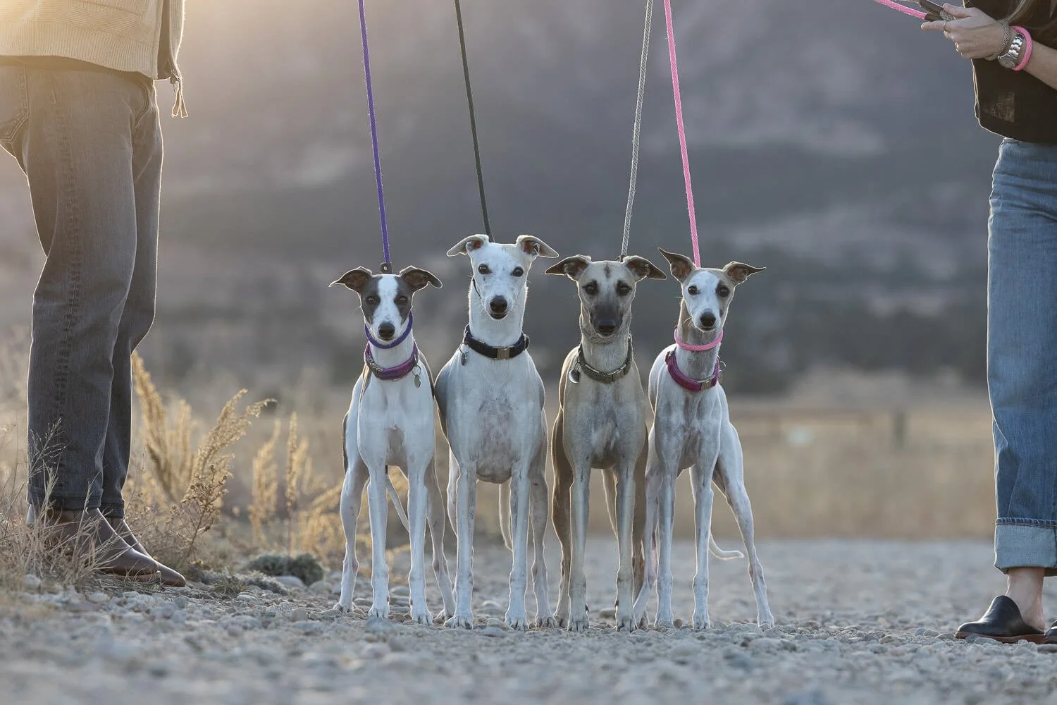 Group of 4 dogs posing while attached to leashes during an outdoor session in Boulder