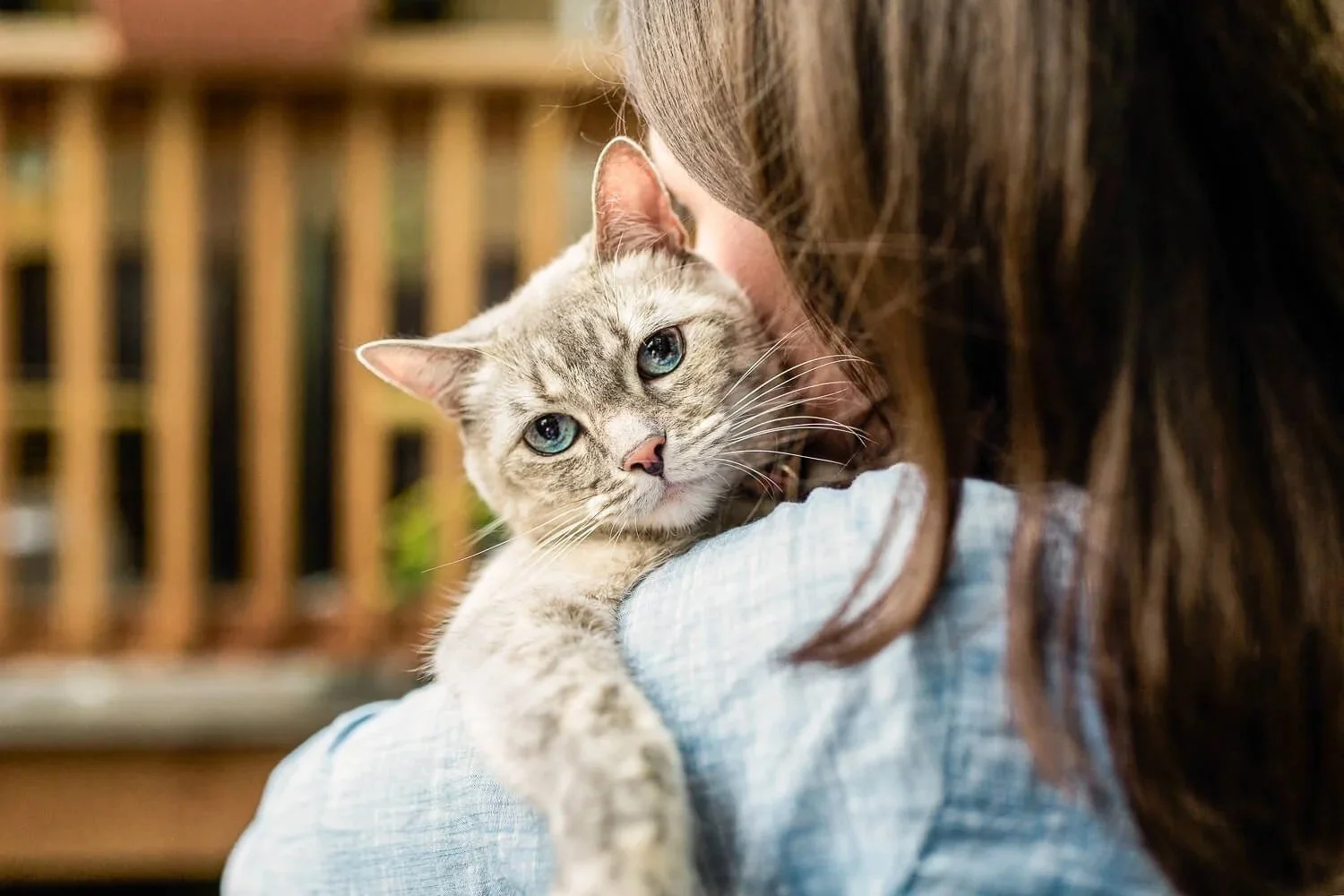 A woman holding a gray tabby cat with blue eyes close to her face indoors.