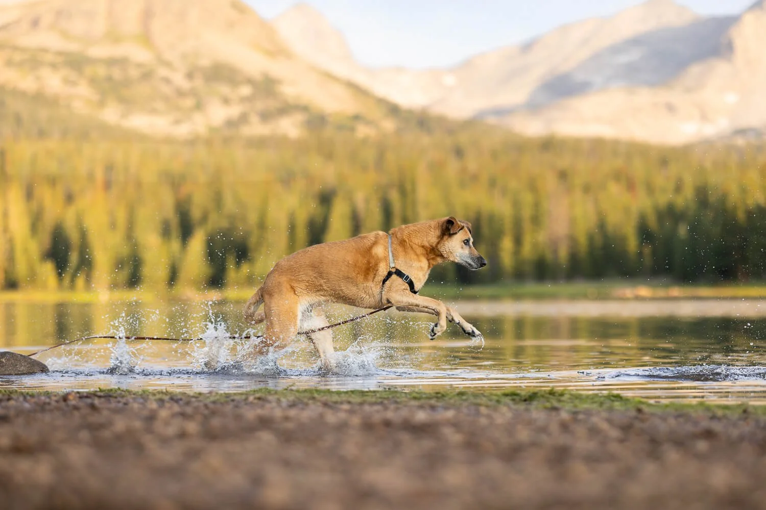 A dynamic action shot of a hound type dog running through shallow water at a mountain lake, wearing a visible gray harness and a leash attached, with a scenic Colorado mountain background.