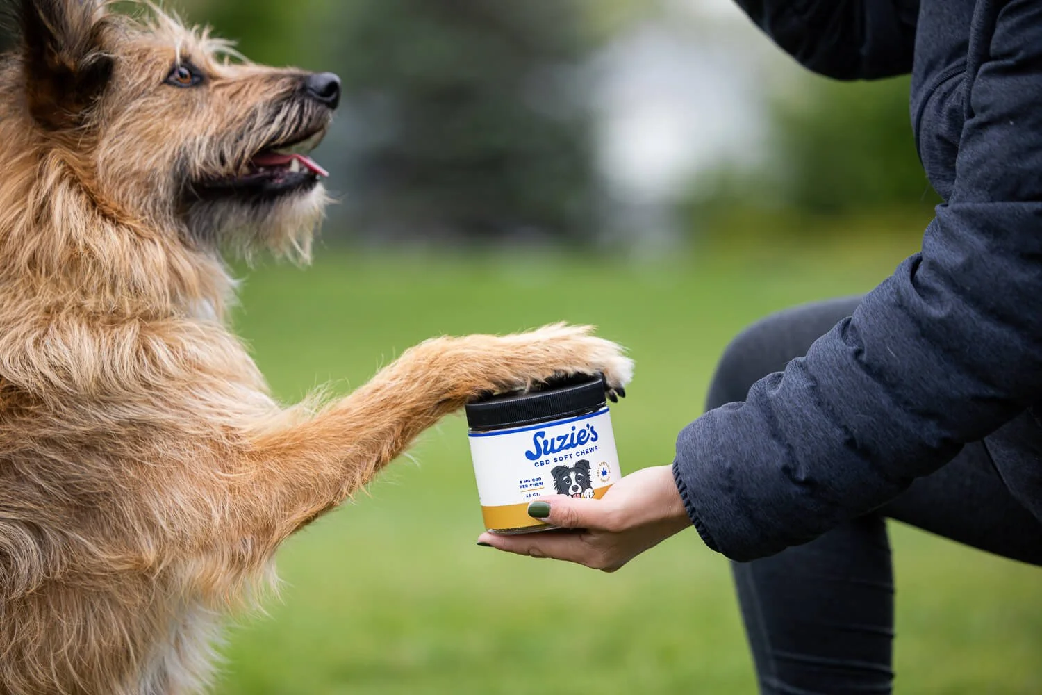 A person in a dark jacket is offering a container of Suzie's CBD soft chews to a happy, light brown and black mixed breed dog outside on a grassy area.