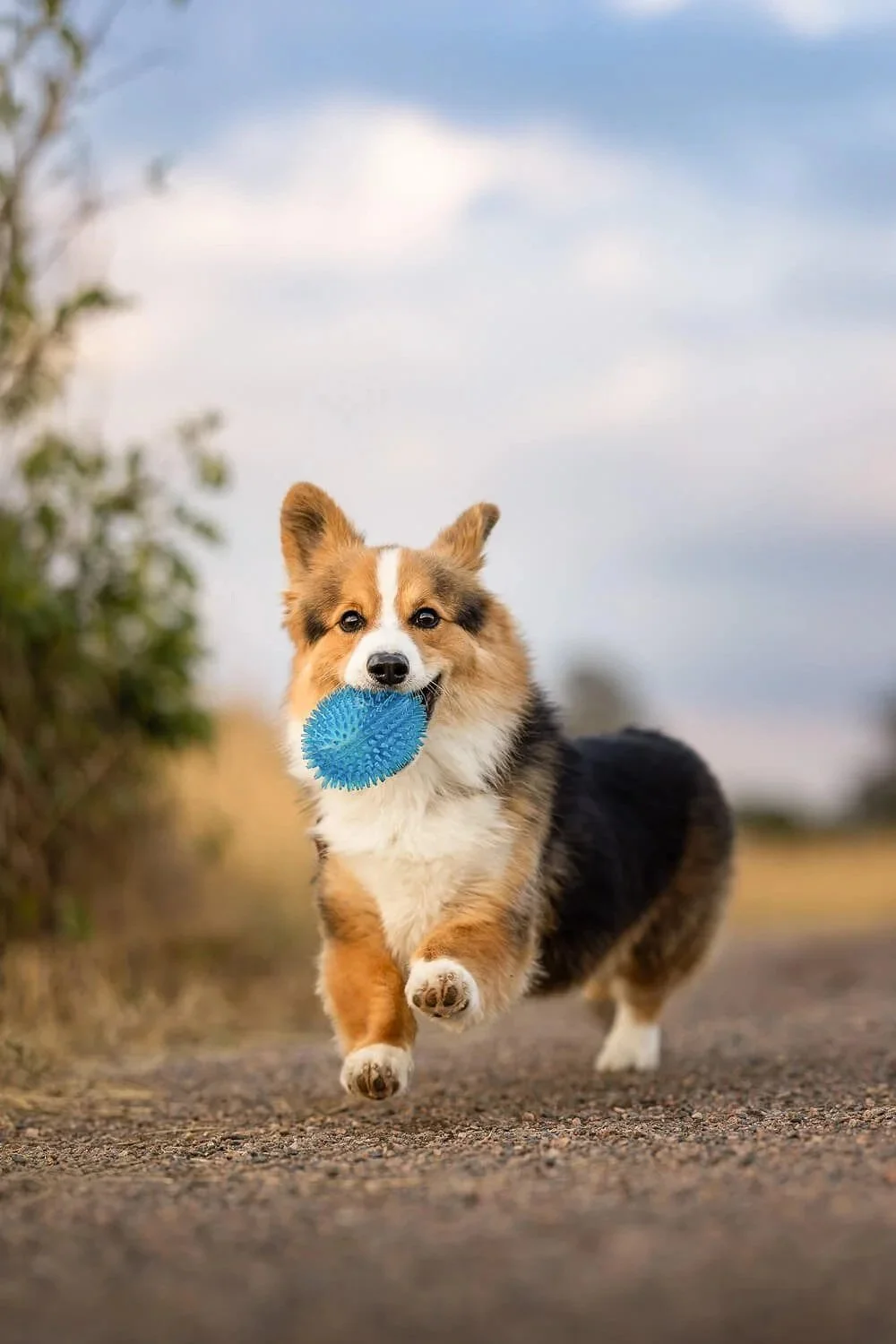 A corgi dog running on a dirt path with a blue spiky ball in its mouth, outdoors with a cloudy sky.