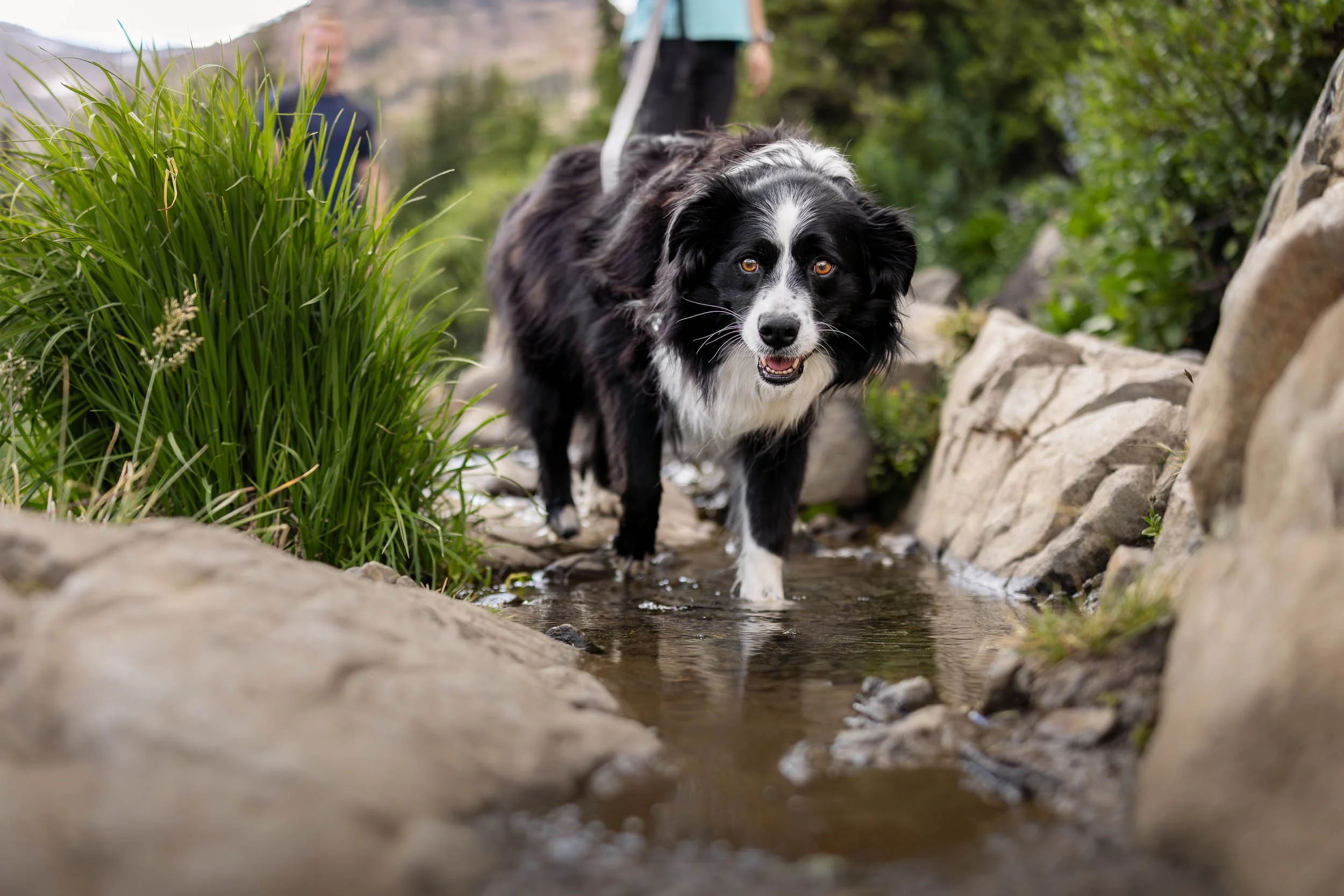Aussie splashes through a mountain stream during a summer hike.